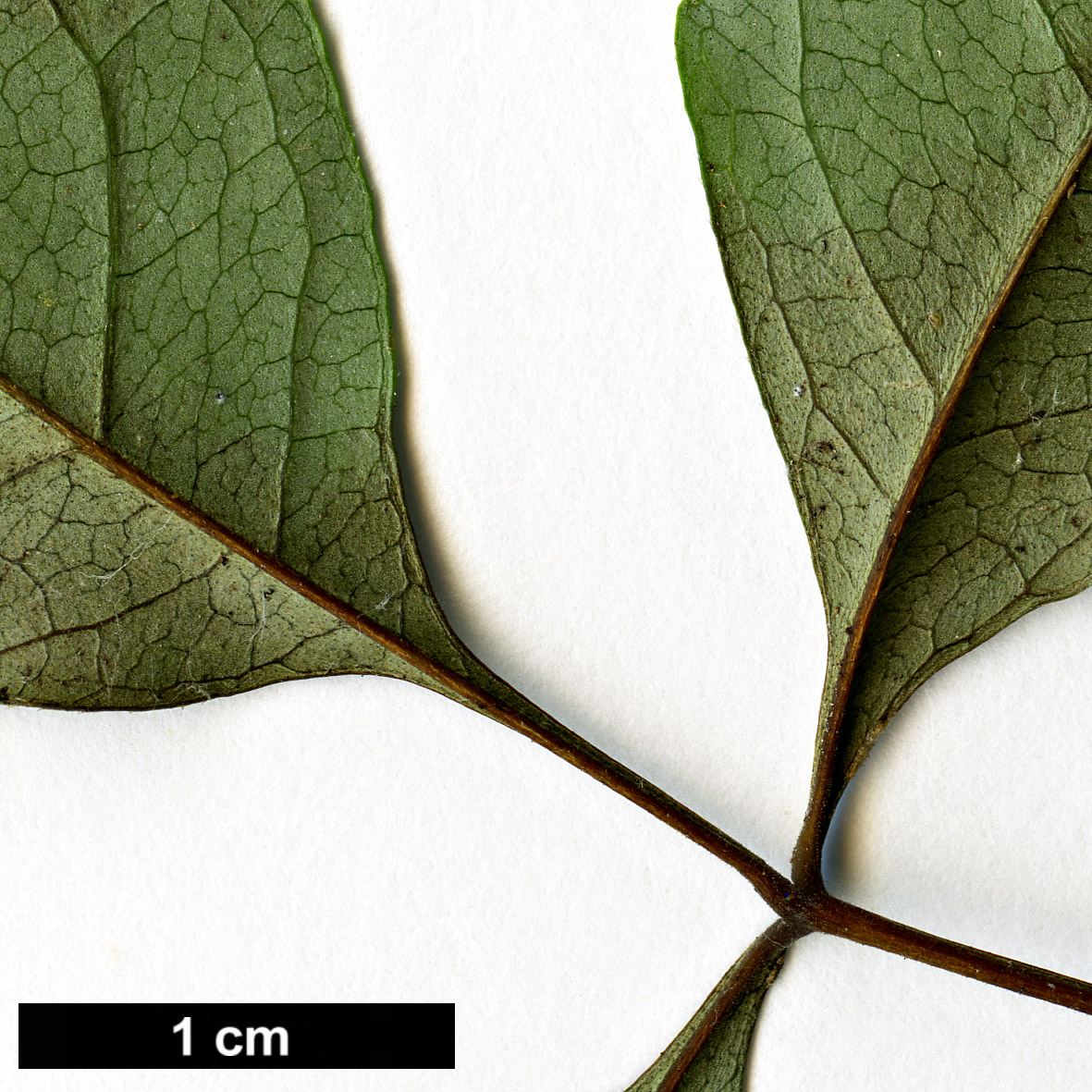 High resolution image: Family: Oleaceae - Genus: Fraxinus - Taxon: bungeana High resolution image: Family: Oleaceae - Genus: Fraxinus - Taxon: bungeana