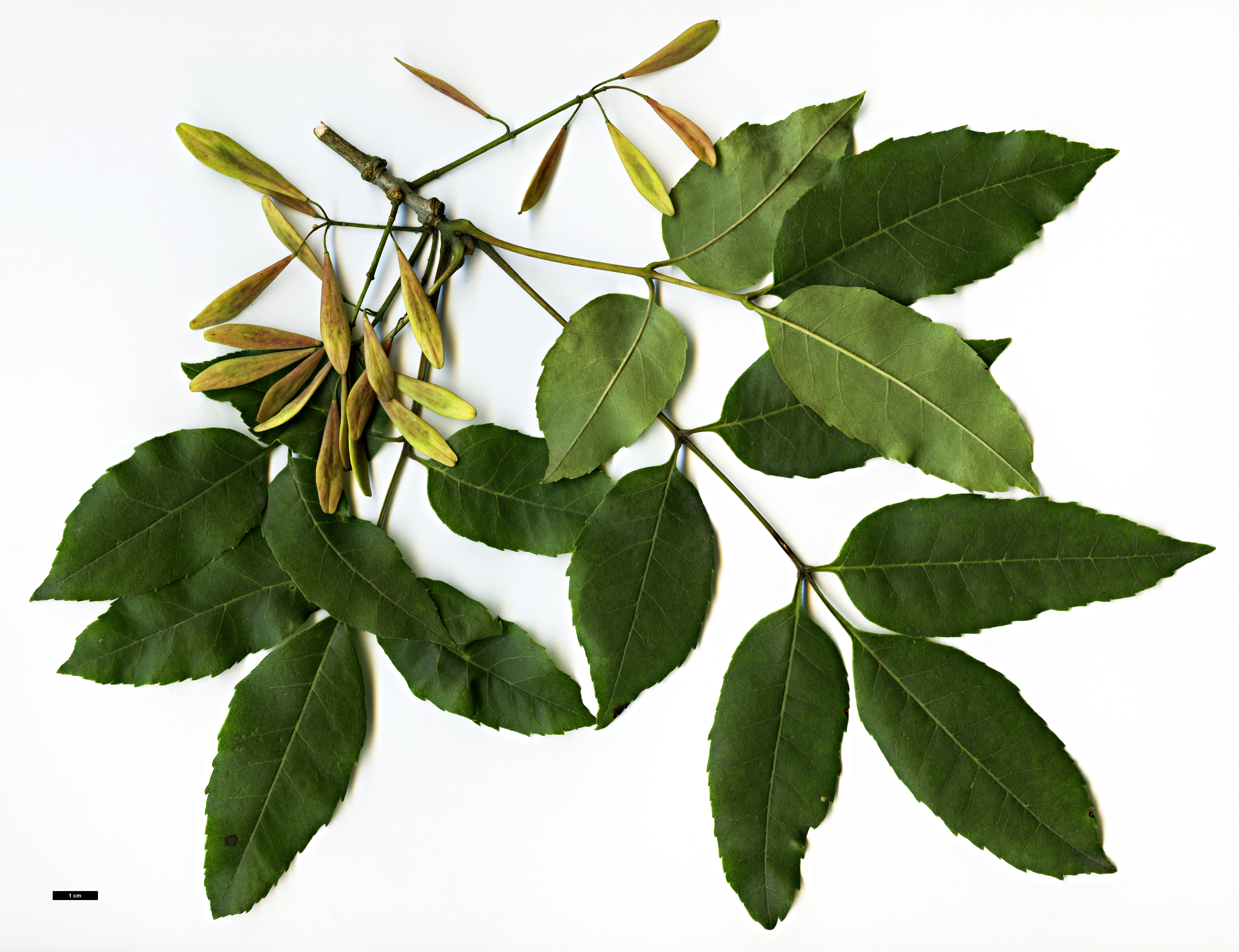 High resolution image: Family: Oleaceae - Genus: Fraxinus - Taxon: caroliniana