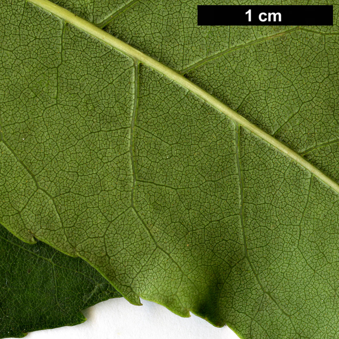 High resolution image: Family: Oleaceae - Genus: Fraxinus - Taxon: caroliniana