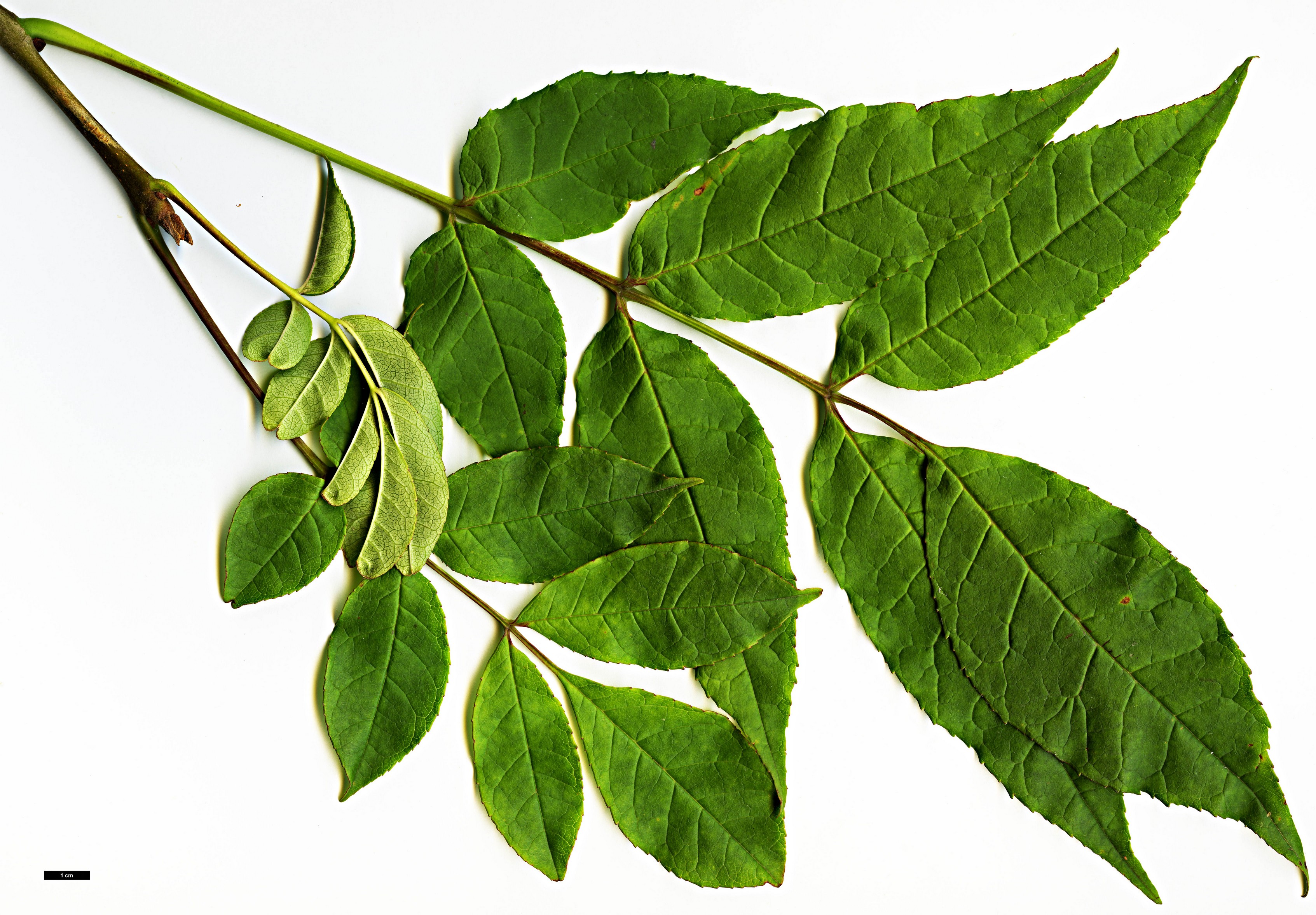 High resolution image: Family: Oleaceae - Genus: Fraxinus - Taxon: chiisanensis High resolution image: Family: Oleaceae - Genus: Fraxinus - Taxon: chiisanensis