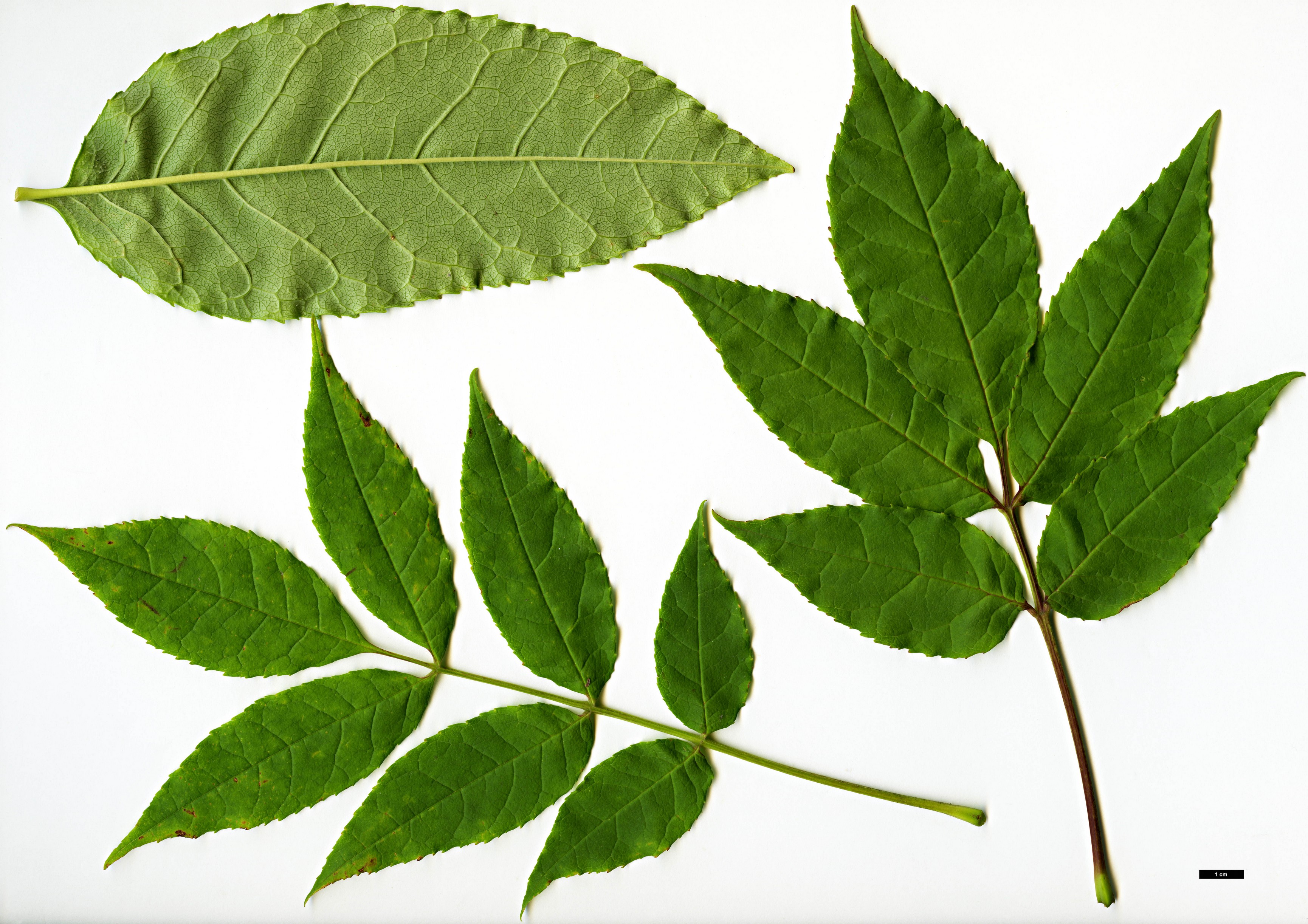 High resolution image: Family: Oleaceae - Genus: Fraxinus - Taxon: chiisanensis High resolution image: Family: Oleaceae - Genus: Fraxinus - Taxon: chiisanensis