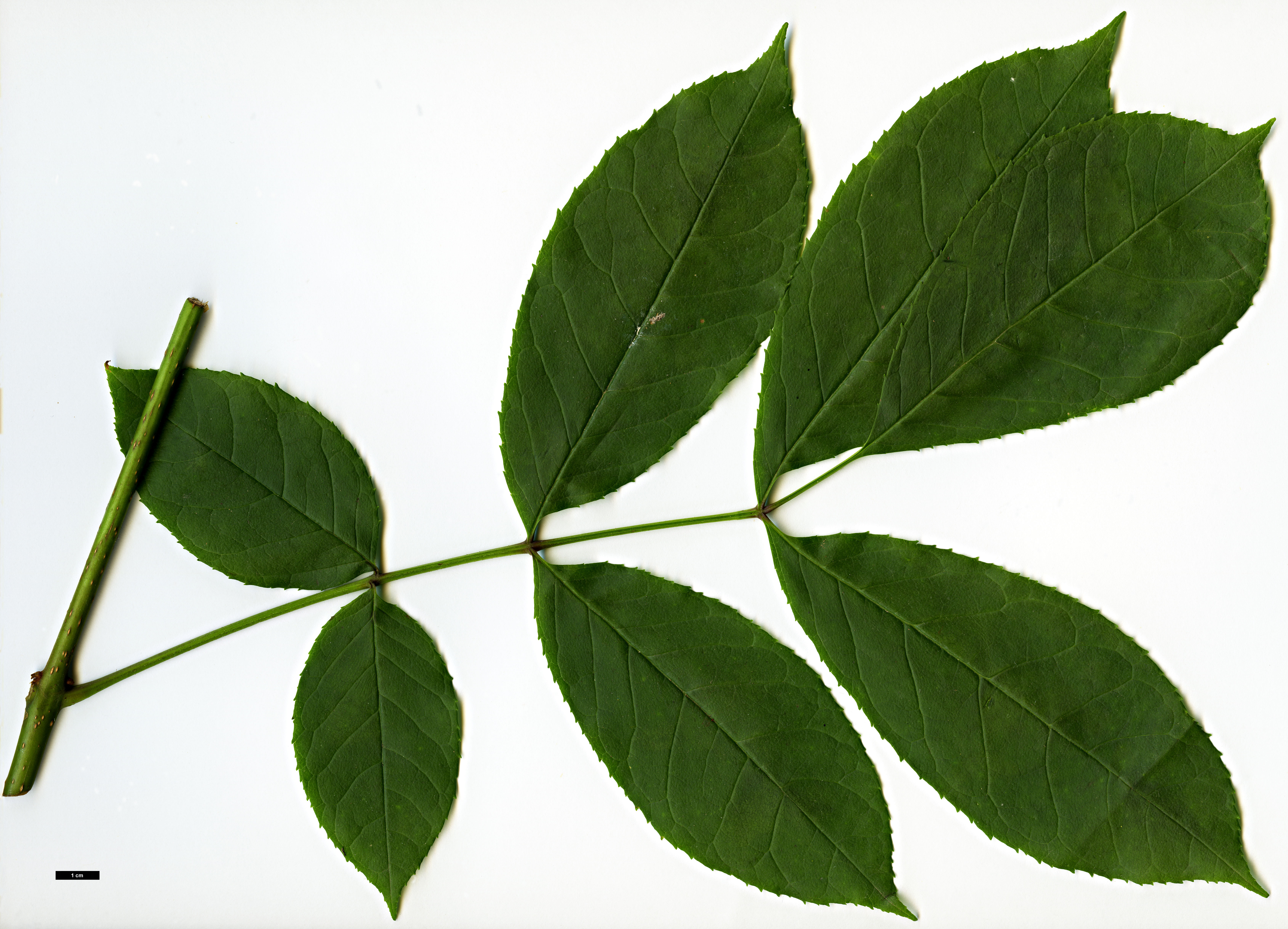 High resolution image: Family: Oleaceae - Genus: Fraxinus - Taxon: chiisanensis