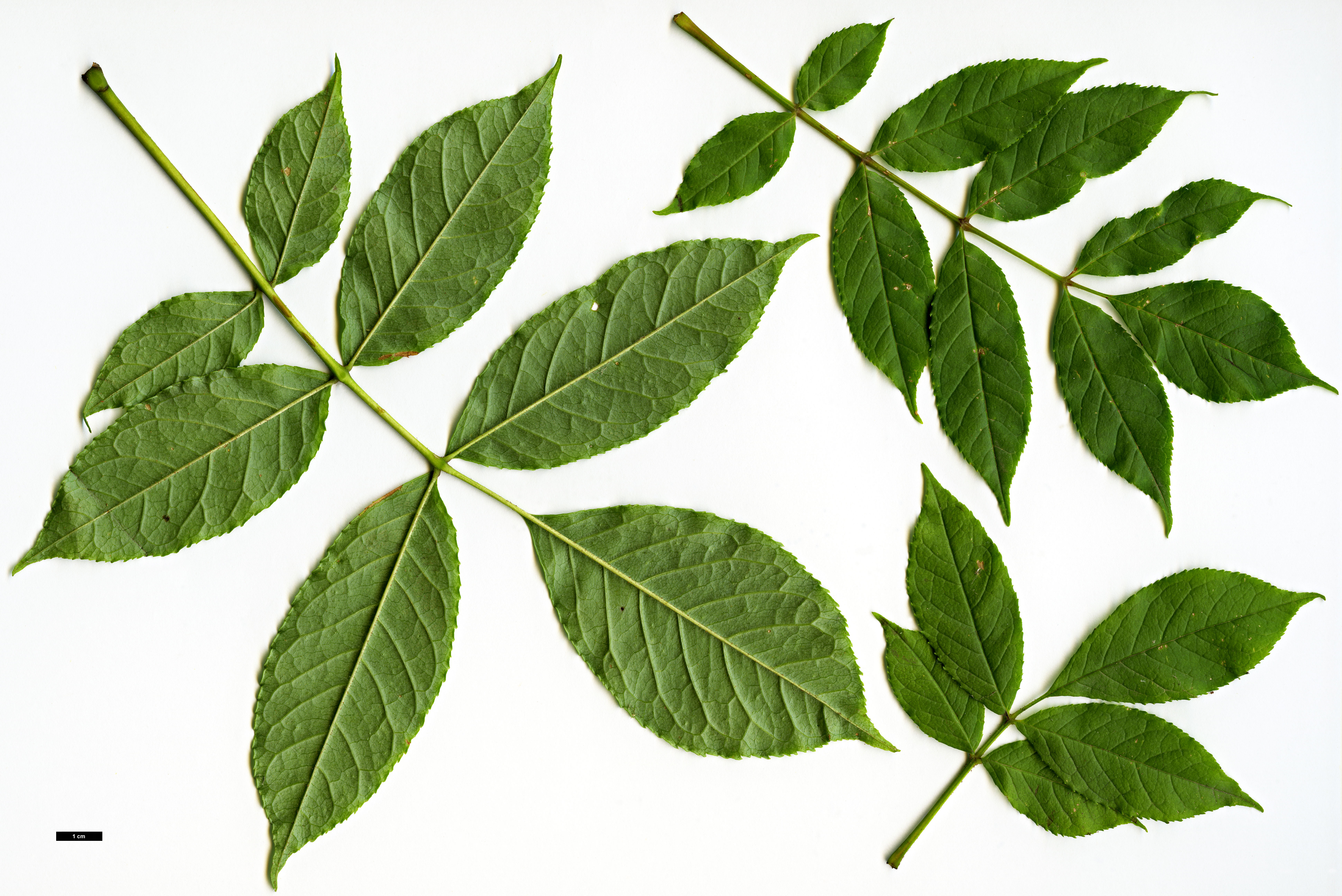 High resolution image: Family: Oleaceae - Genus: Fraxinus - Taxon: chiisanensis