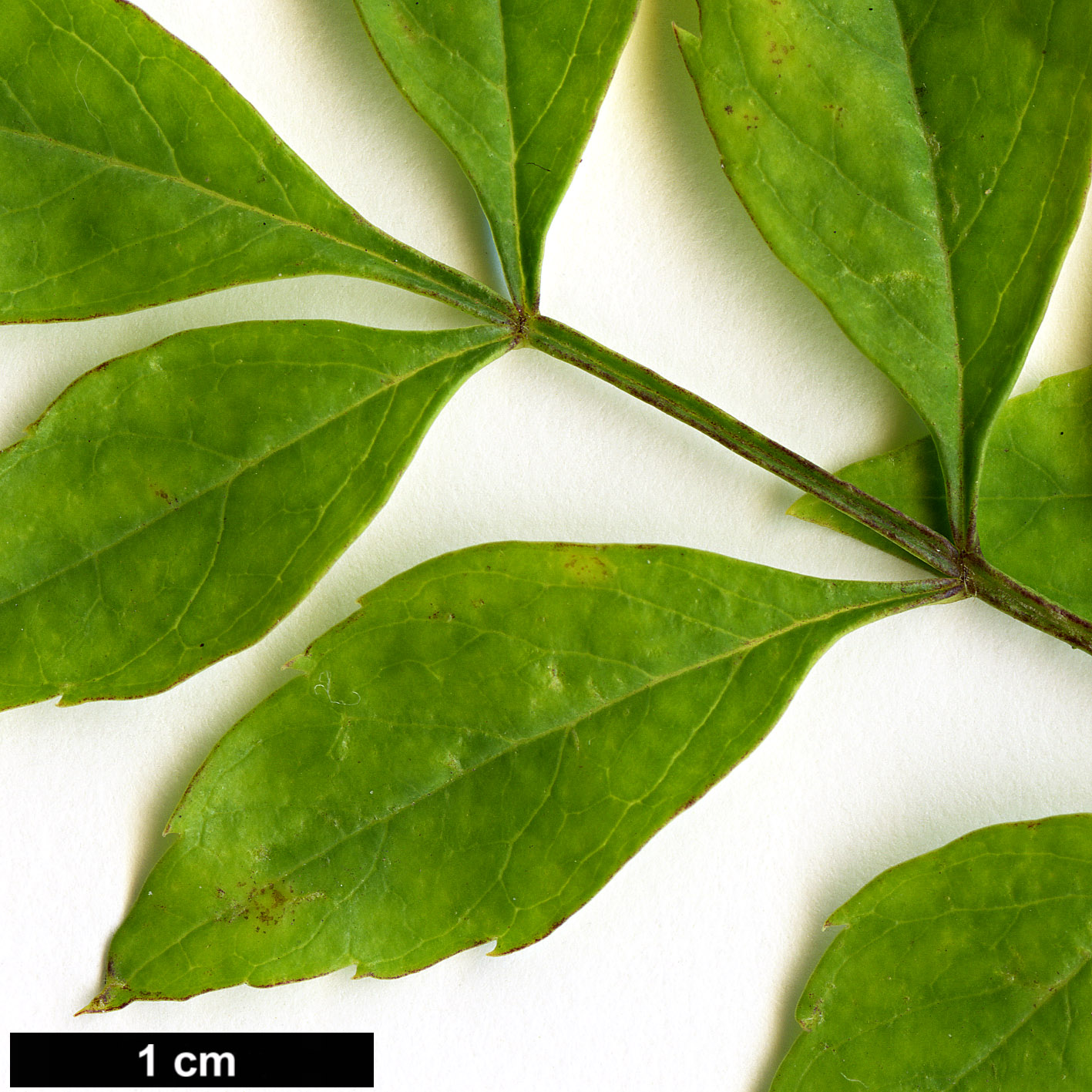 High resolution image: Family: Oleaceae - Genus: Fraxinus - Taxon: cuspidata