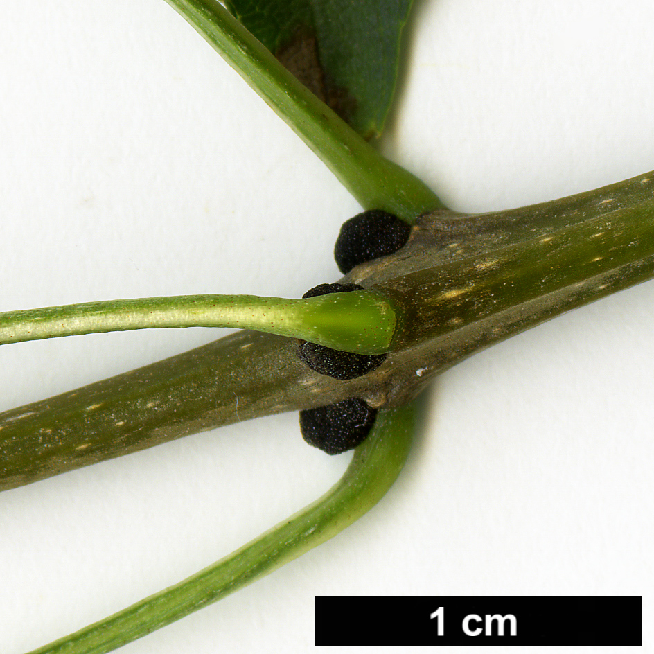 High resolution image: Family: Oleaceae - Genus: Fraxinus - Taxon: dipetala