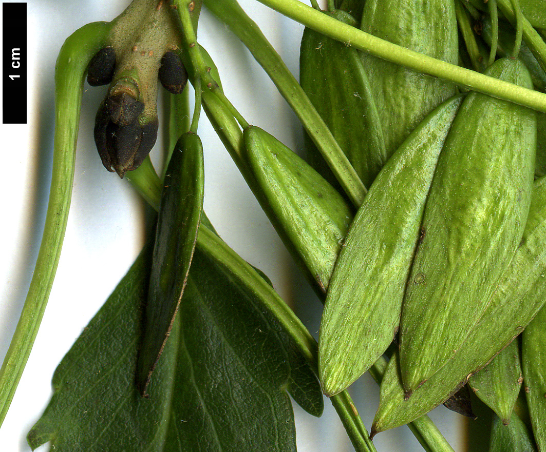 High resolution image: Family: Oleaceae - Genus: Fraxinus - Taxon: excelsior - SpeciesSub: 'Hessei'