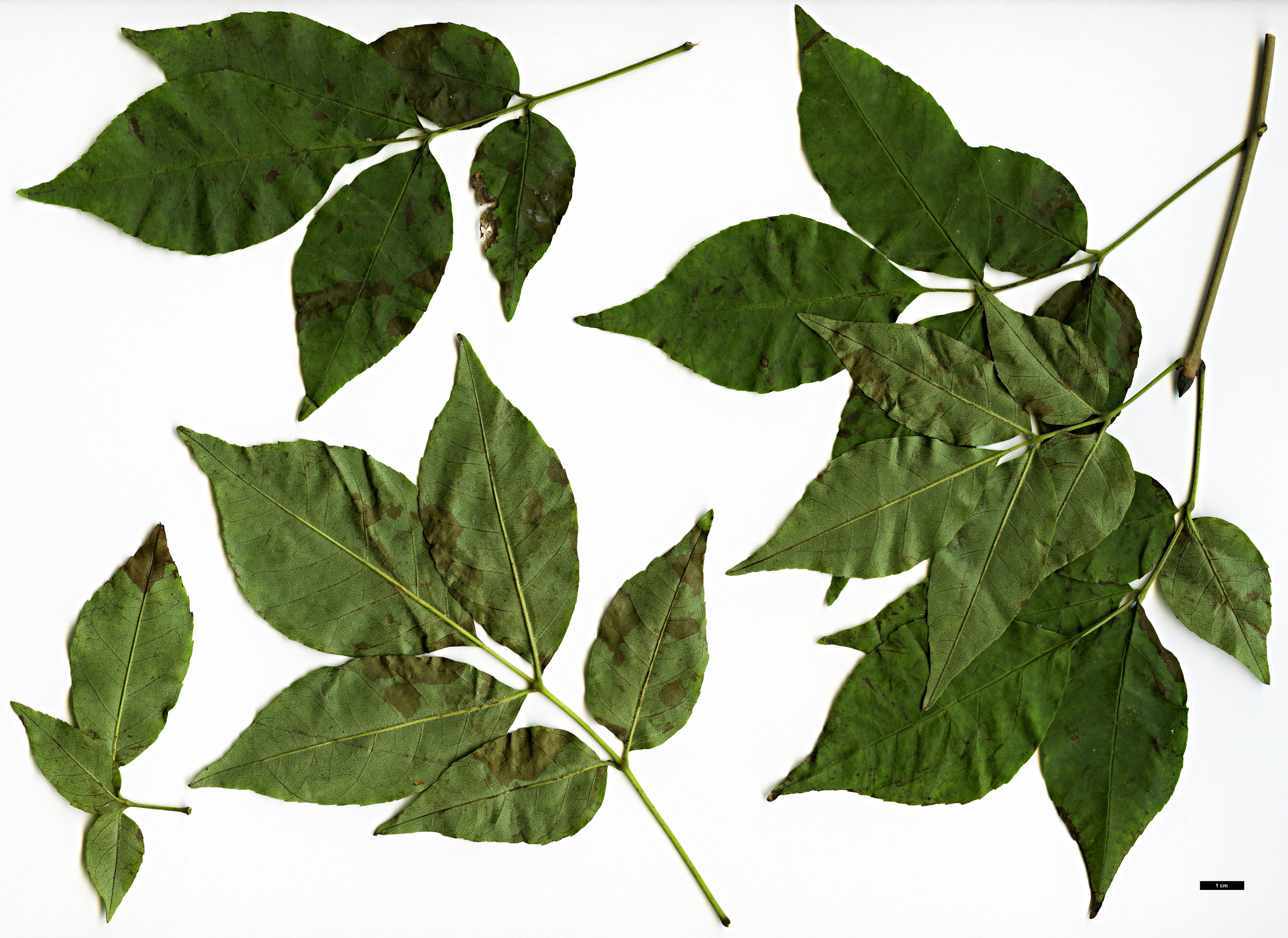 High resolution image: Family: Oleaceae - Genus: Fraxinus - Taxon: lanuginosa High resolution image: Family: Oleaceae - Genus: Fraxinus - Taxon: lanuginosa