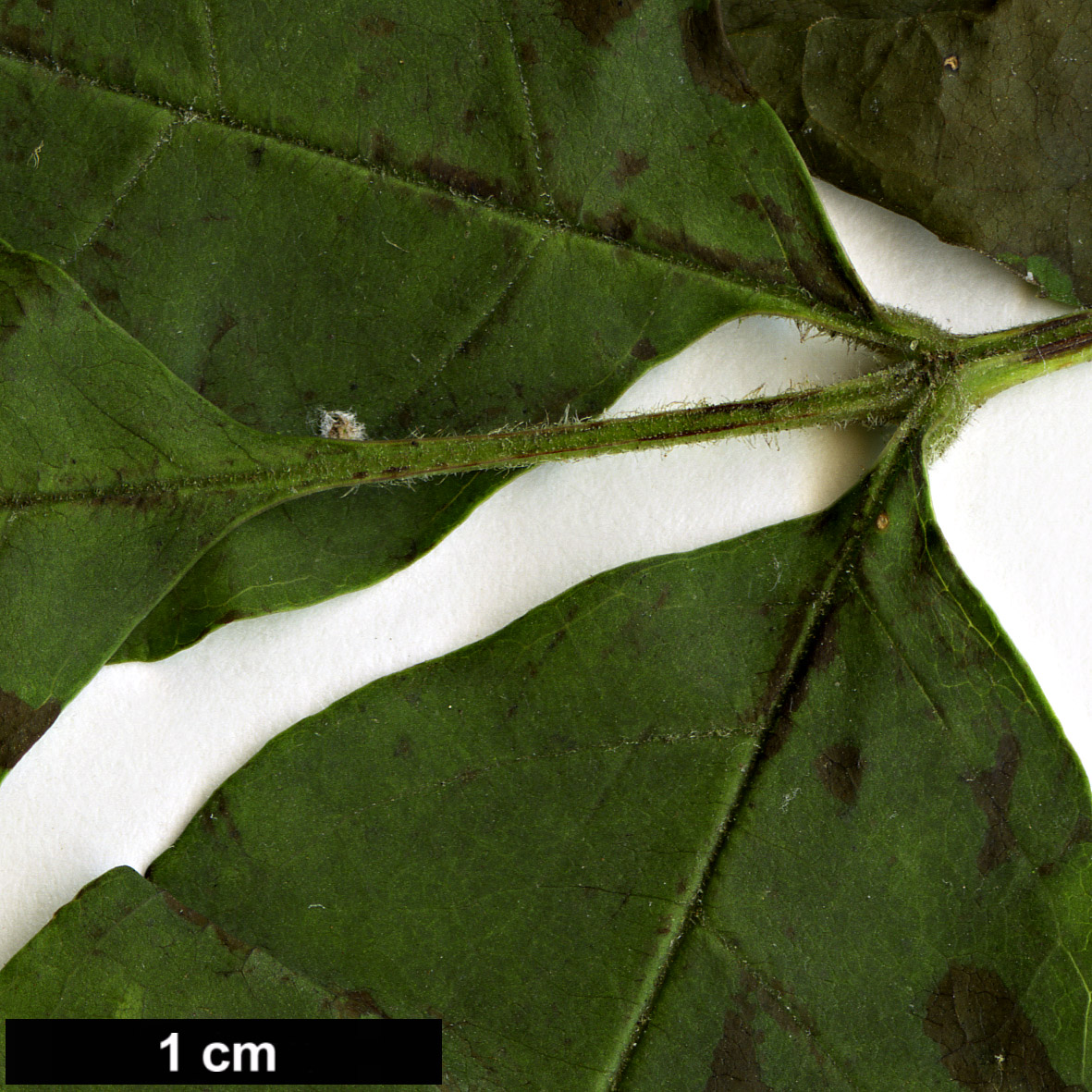 High resolution image: Family: Oleaceae - Genus: Fraxinus - Taxon: lanuginosa