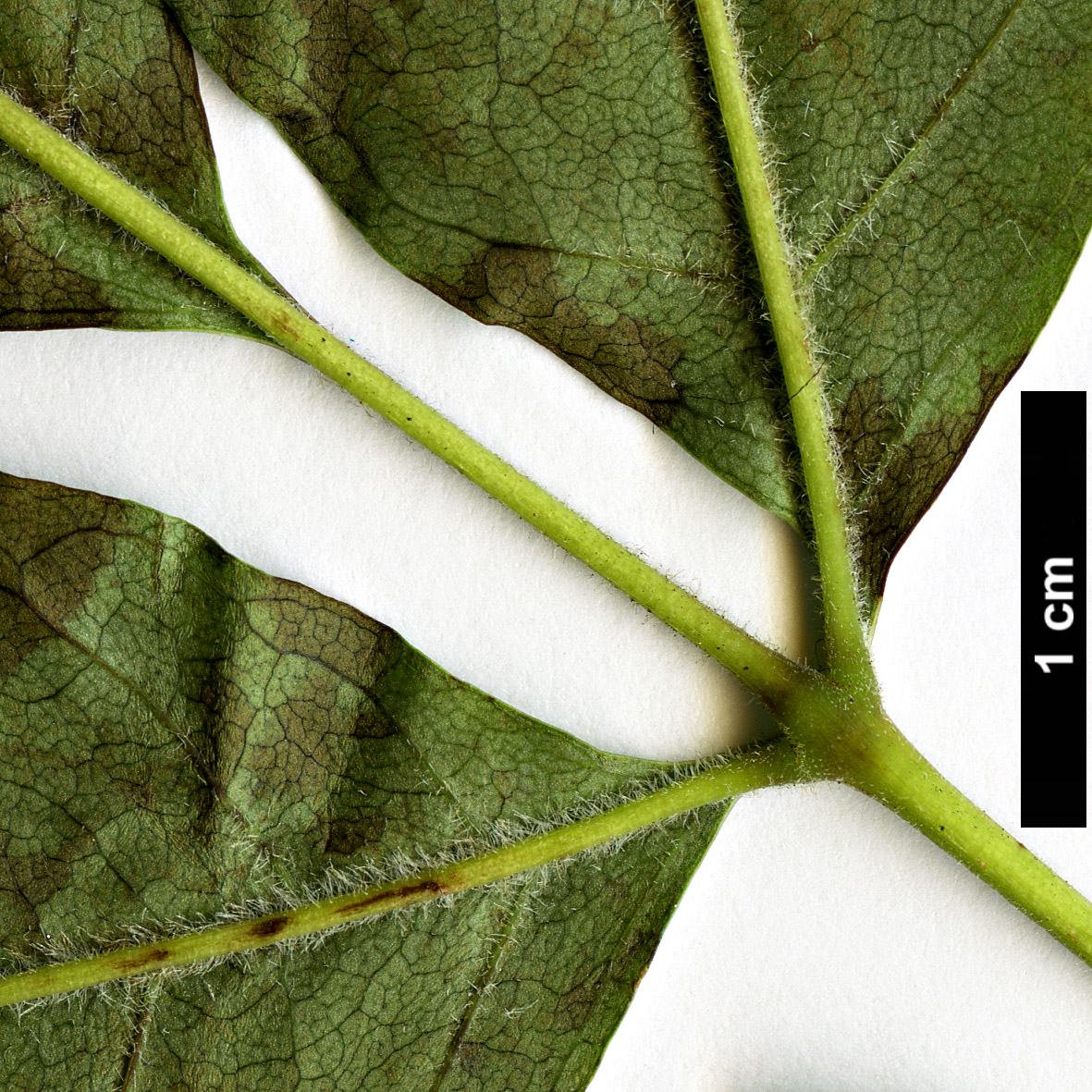 High resolution image: Family: Oleaceae - Genus: Fraxinus - Taxon: lanuginosa High resolution image: Family: Oleaceae - Genus: Fraxinus - Taxon: lanuginosa