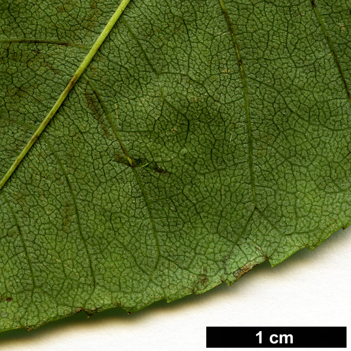 High resolution image: Family: Oleaceae - Genus: Fraxinus - Taxon: lanuginosa High resolution image: Family: Oleaceae - Genus: Fraxinus - Taxon: lanuginosa