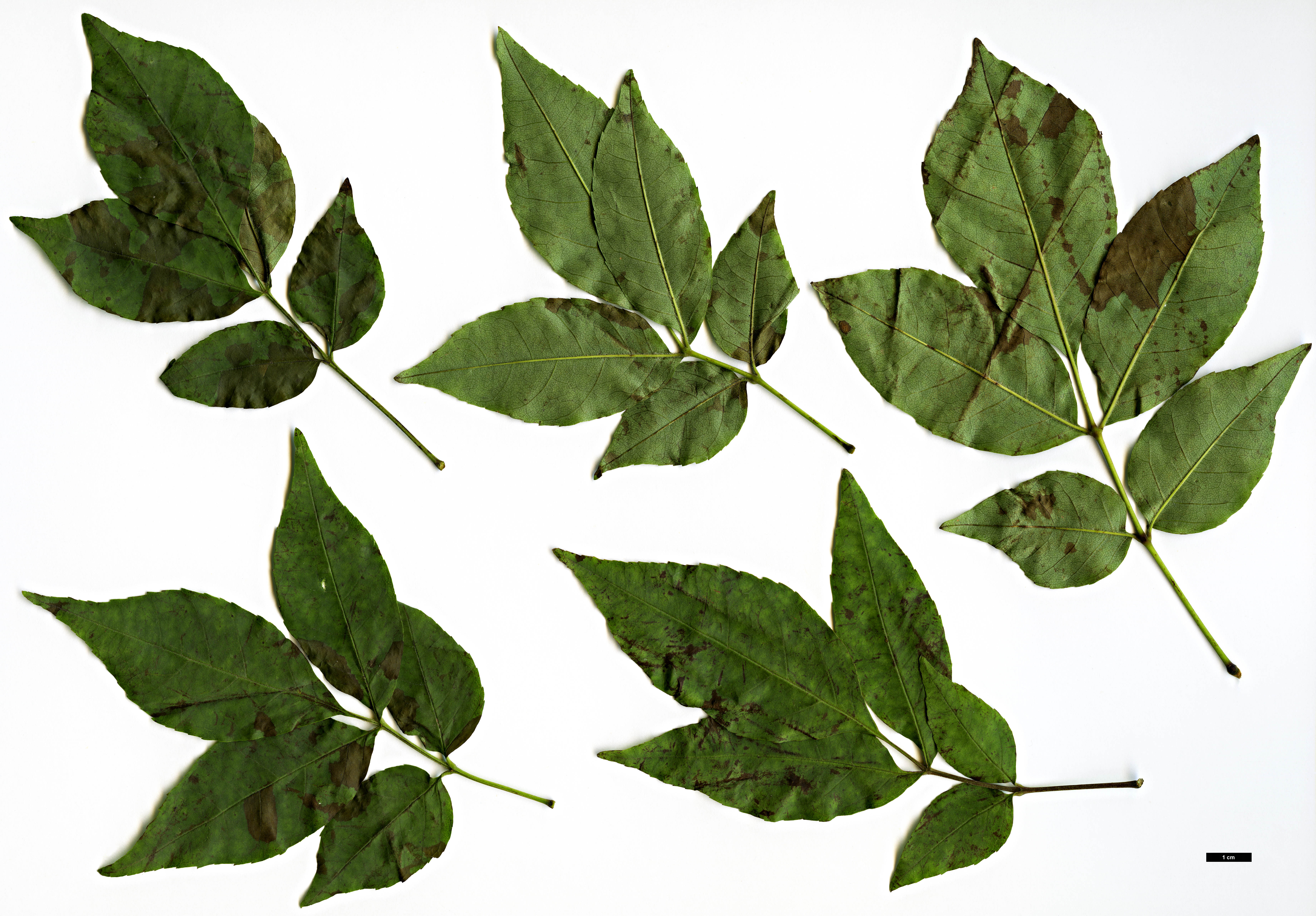 High resolution image: Family: Oleaceae - Genus: Fraxinus - Taxon: lanuginosa