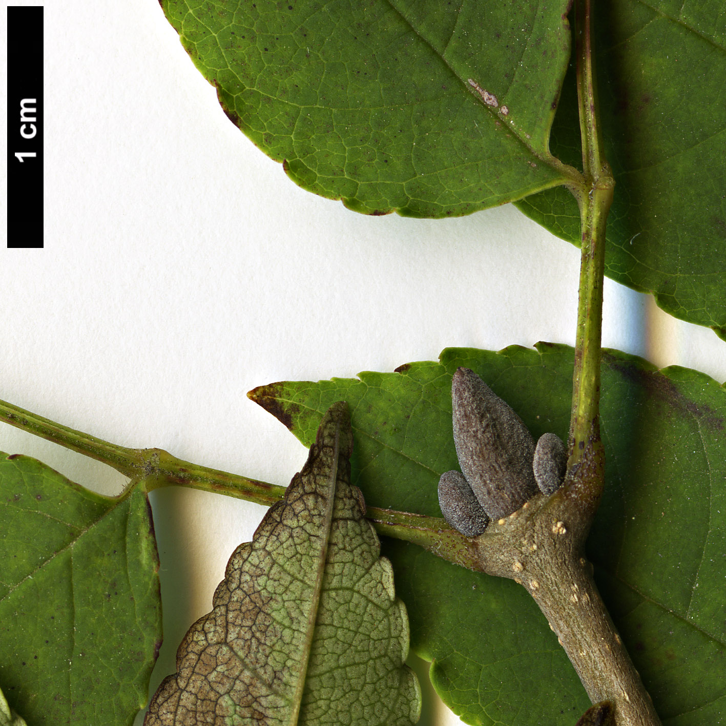 High resolution image: Family: Oleaceae - Genus: Fraxinus - Taxon: longicuspis High resolution image: Family: Oleaceae - Genus: Fraxinus - Taxon: longicuspis