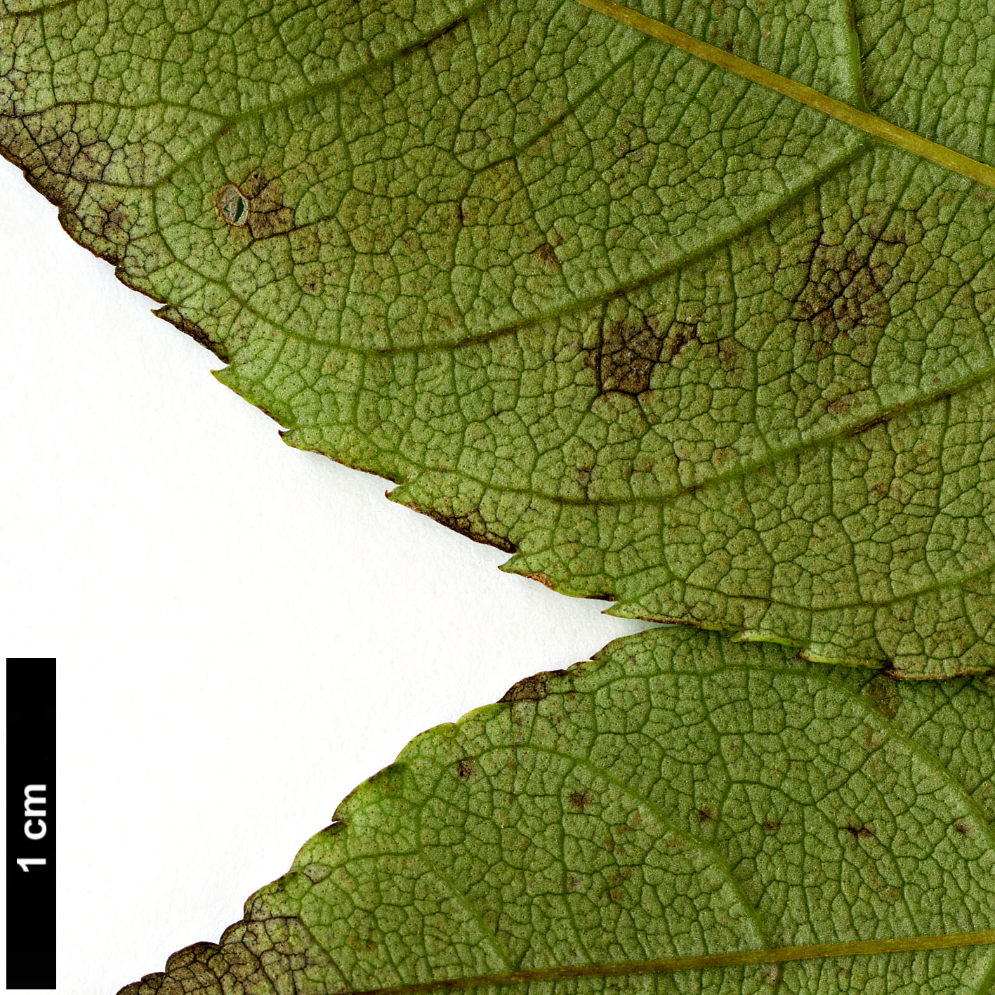 High resolution image: Family: Oleaceae - Genus: Fraxinus - Taxon: longicuspis High resolution image: Family: Oleaceae - Genus: Fraxinus - Taxon: longicuspis