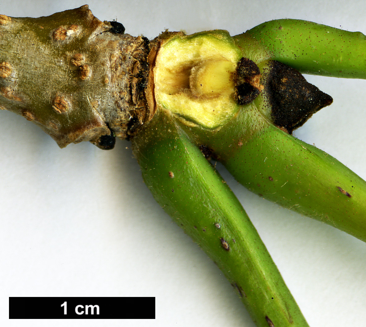 High resolution image: Family: Oleaceae - Genus: Fraxinus - Taxon: mandshurica