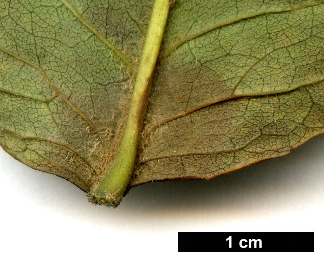 High resolution image: Family: Oleaceae - Genus: Fraxinus - Taxon: nigra