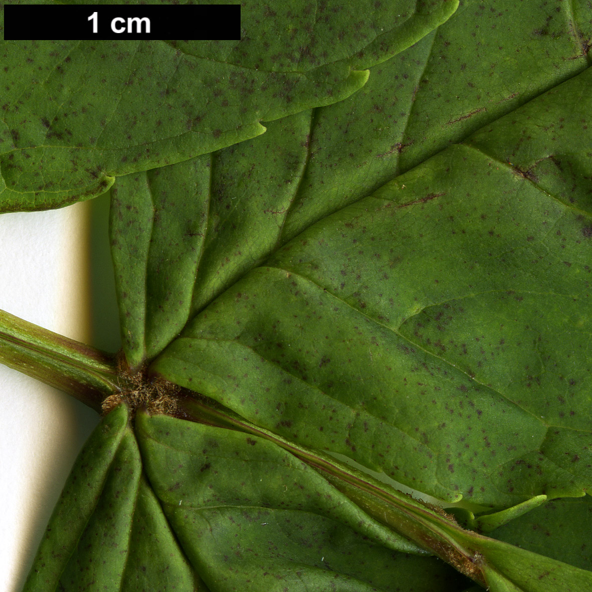 High resolution image: Family: Oleaceae - Genus: Fraxinus - Taxon: nigra High resolution image: Family: Oleaceae - Genus: Fraxinus - Taxon: nigra