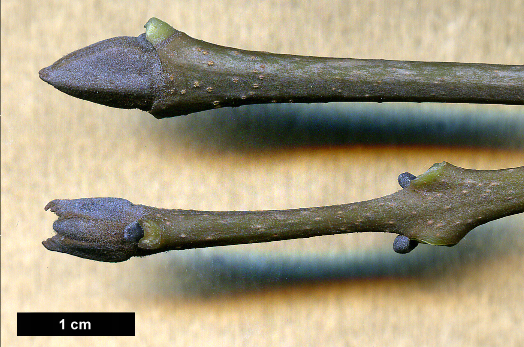 High resolution image: Family: Oleaceae - Genus: Fraxinus - Taxon: ornus High resolution image: Family: Oleaceae - Genus: Fraxinus - Taxon: ornus