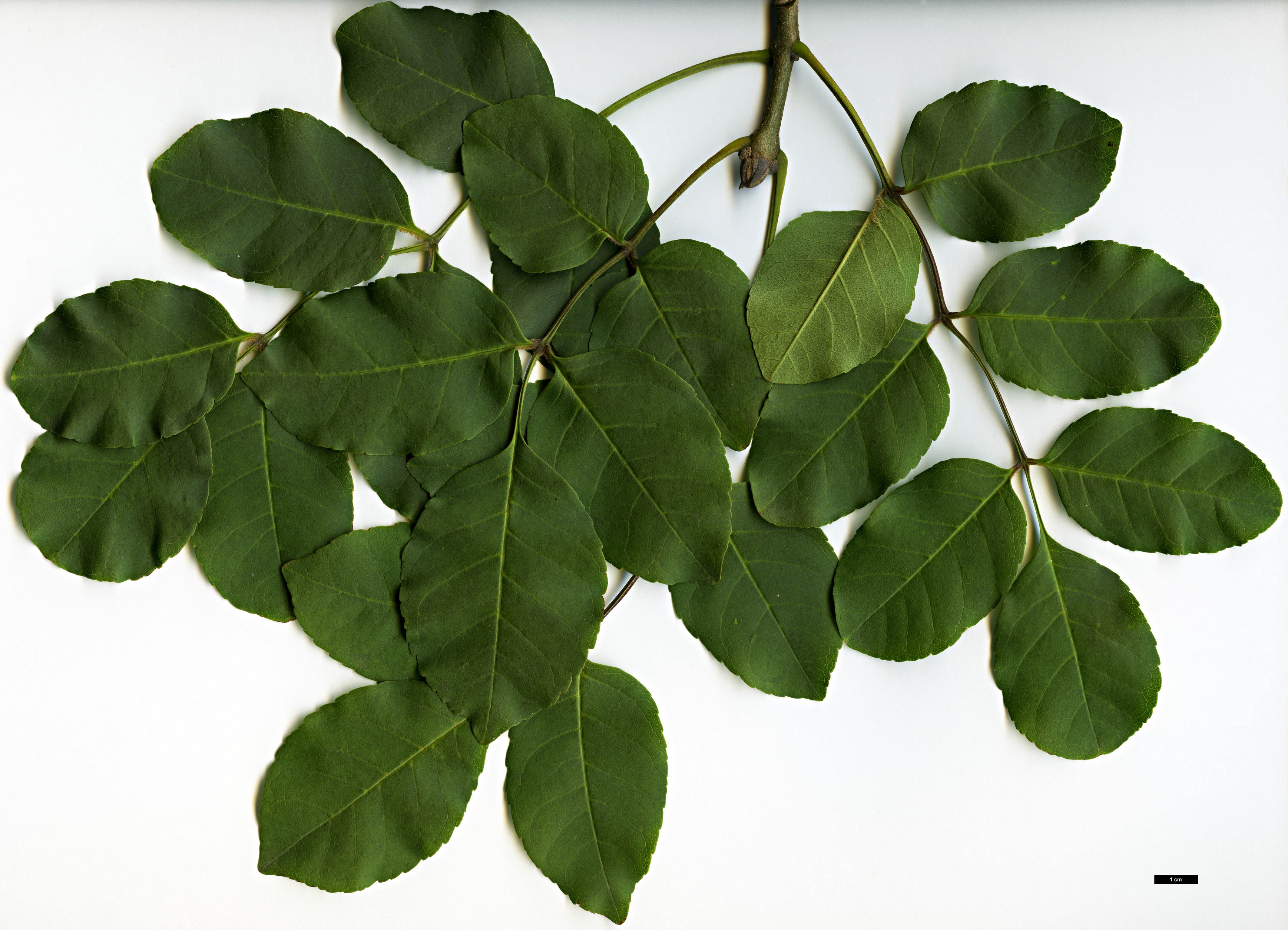 High resolution image: Family: Oleaceae - Genus: Fraxinus - Taxon: ornus High resolution image: Family: Oleaceae - Genus: Fraxinus - Taxon: ornus