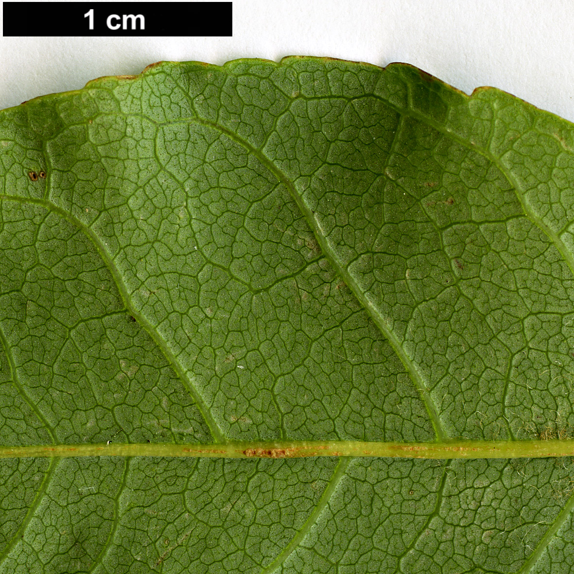 High resolution image: Family: Oleaceae - Genus: Fraxinus - Taxon: ornus High resolution image: Family: Oleaceae - Genus: Fraxinus - Taxon: ornus
