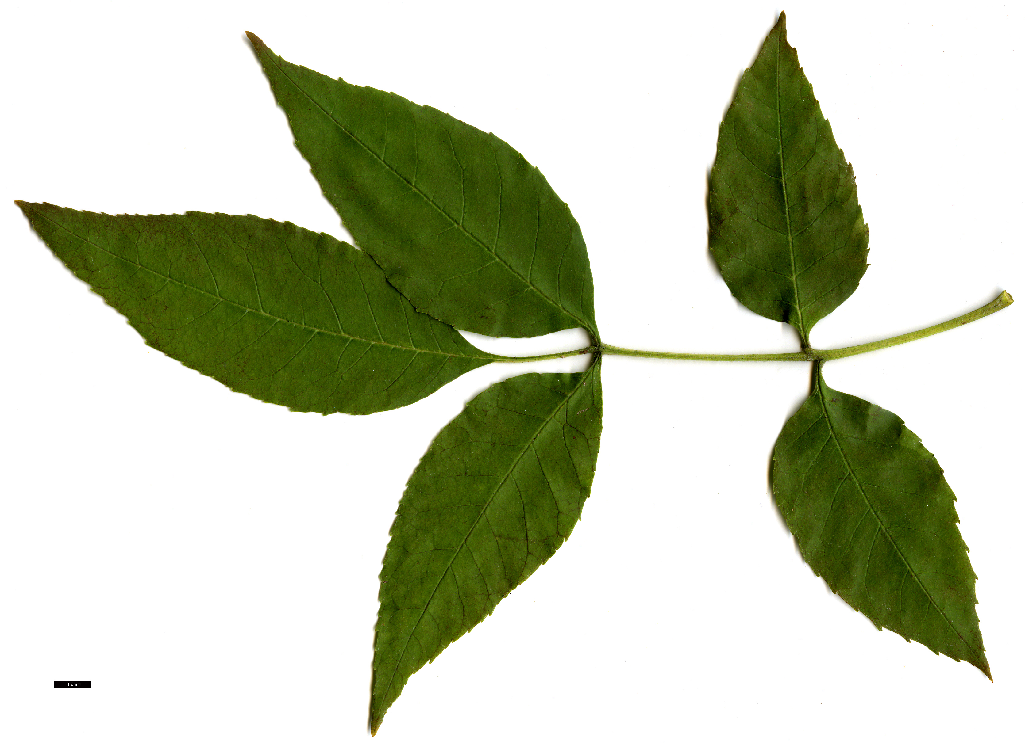 High resolution image: Family: Oleaceae - Genus: Fraxinus - Taxon: pennsylvanica High resolution image: Family: Oleaceae - Genus: Fraxinus - Taxon: pennsylvanica