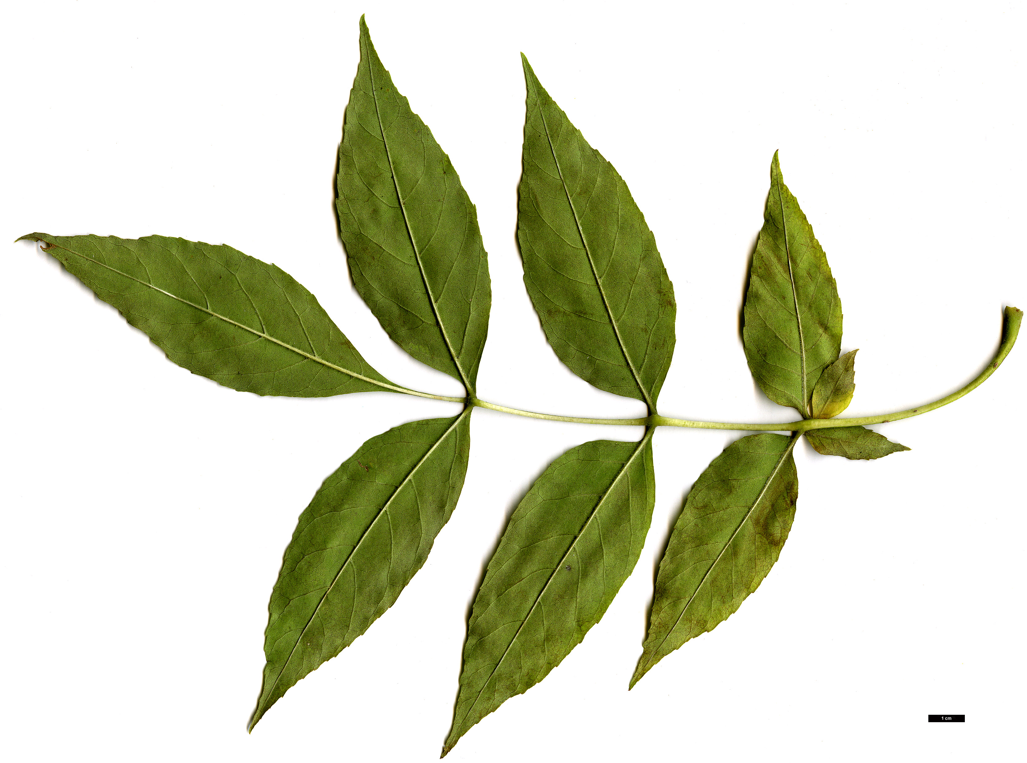 High resolution image: Family: Oleaceae - Genus: Fraxinus - Taxon: pennsylvanica High resolution image: Family: Oleaceae - Genus: Fraxinus - Taxon: pennsylvanica