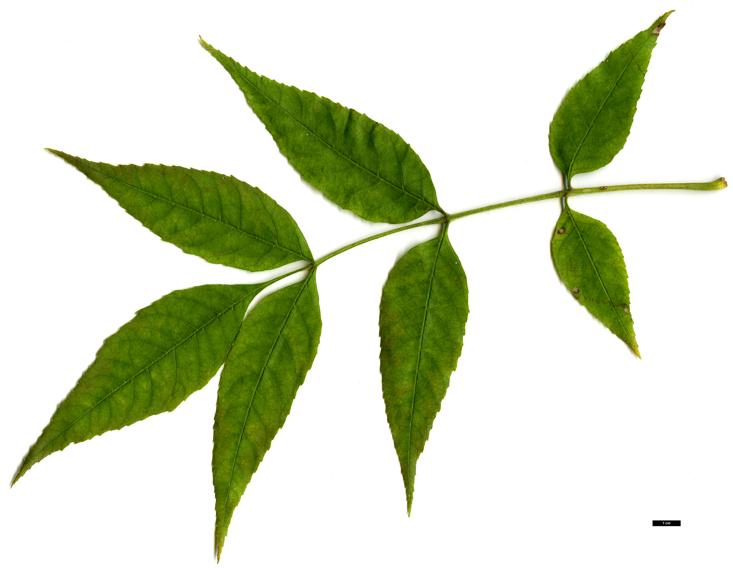 High resolution image: Family: Oleaceae - Genus: Fraxinus - Taxon: pennsylvanica High resolution image: Family: Oleaceae - Genus: Fraxinus - Taxon: pennsylvanica