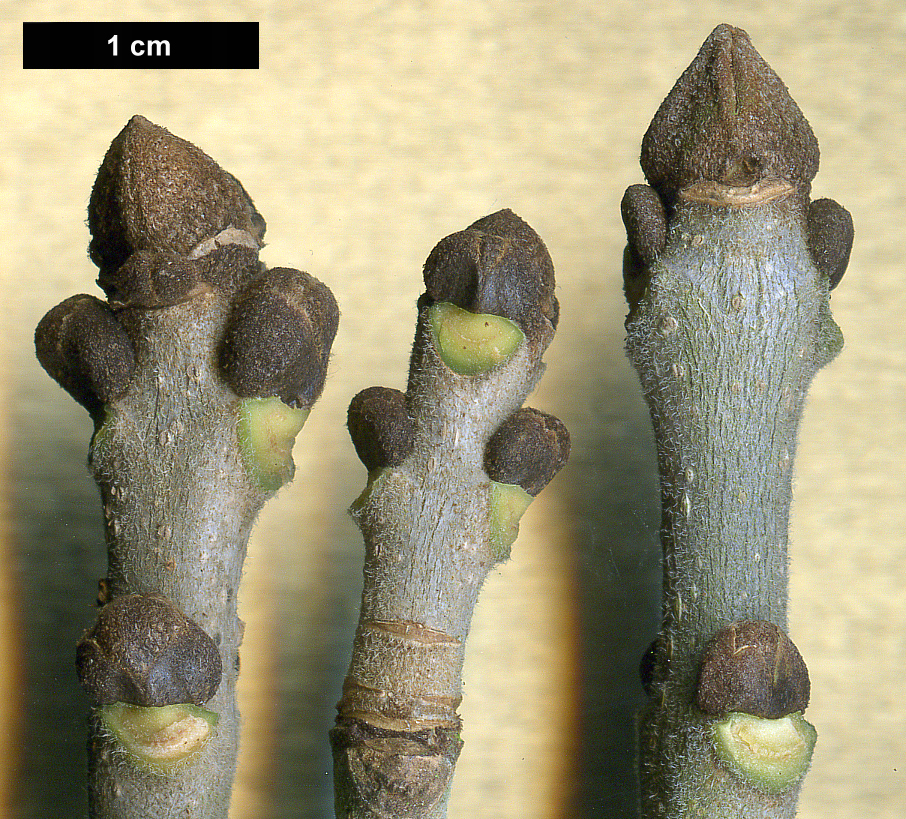 High resolution image: Family: Oleaceae - Genus: Fraxinus - Taxon: pennsylvanica High resolution image: Family: Oleaceae - Genus: Fraxinus - Taxon: pennsylvanica