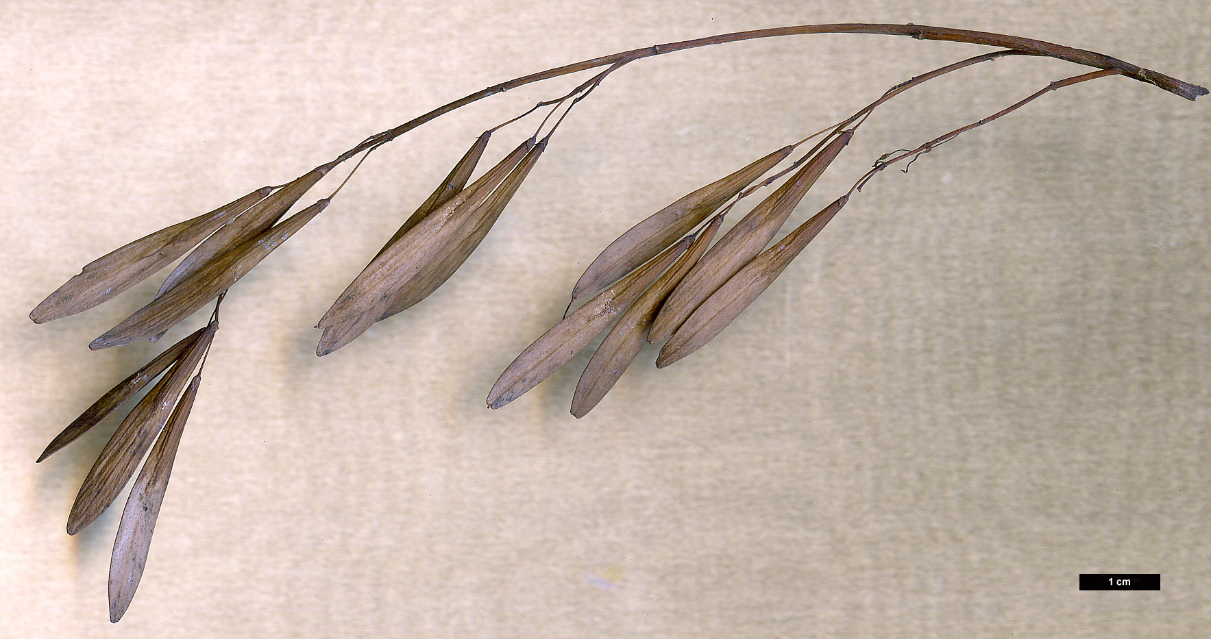 High resolution image: Family: Oleaceae - Genus: Fraxinus - Taxon: pennsylvanica High resolution image: Family: Oleaceae - Genus: Fraxinus - Taxon: pennsylvanica