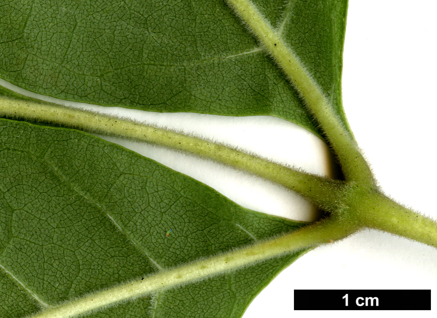 High resolution image: Family: Oleaceae - Genus: Fraxinus - Taxon: profunda