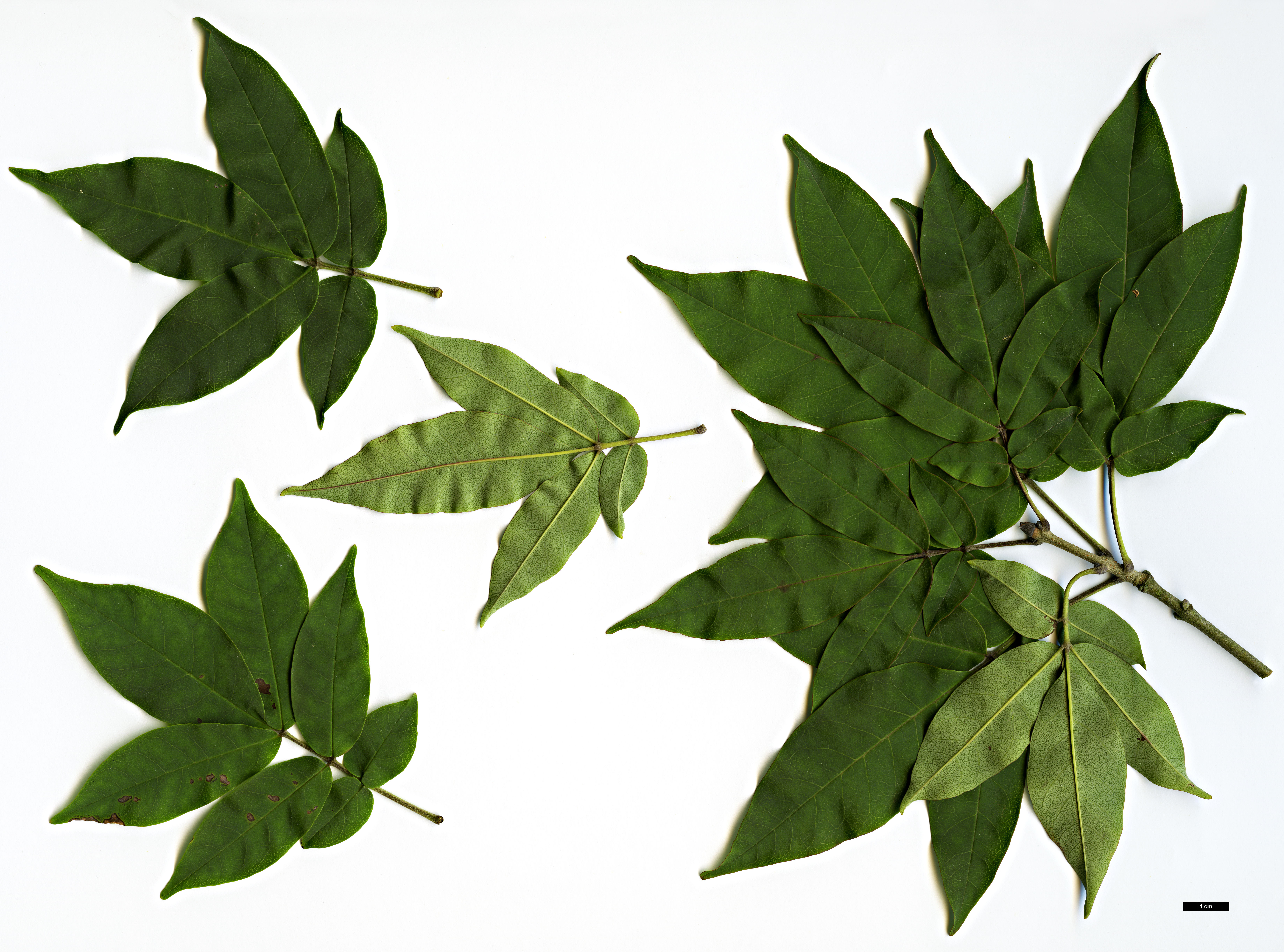 High resolution image: Family: Oleaceae - Genus: Fraxinus - Taxon: sieboldiana High resolution image: Family: Oleaceae - Genus: Fraxinus - Taxon: sieboldiana