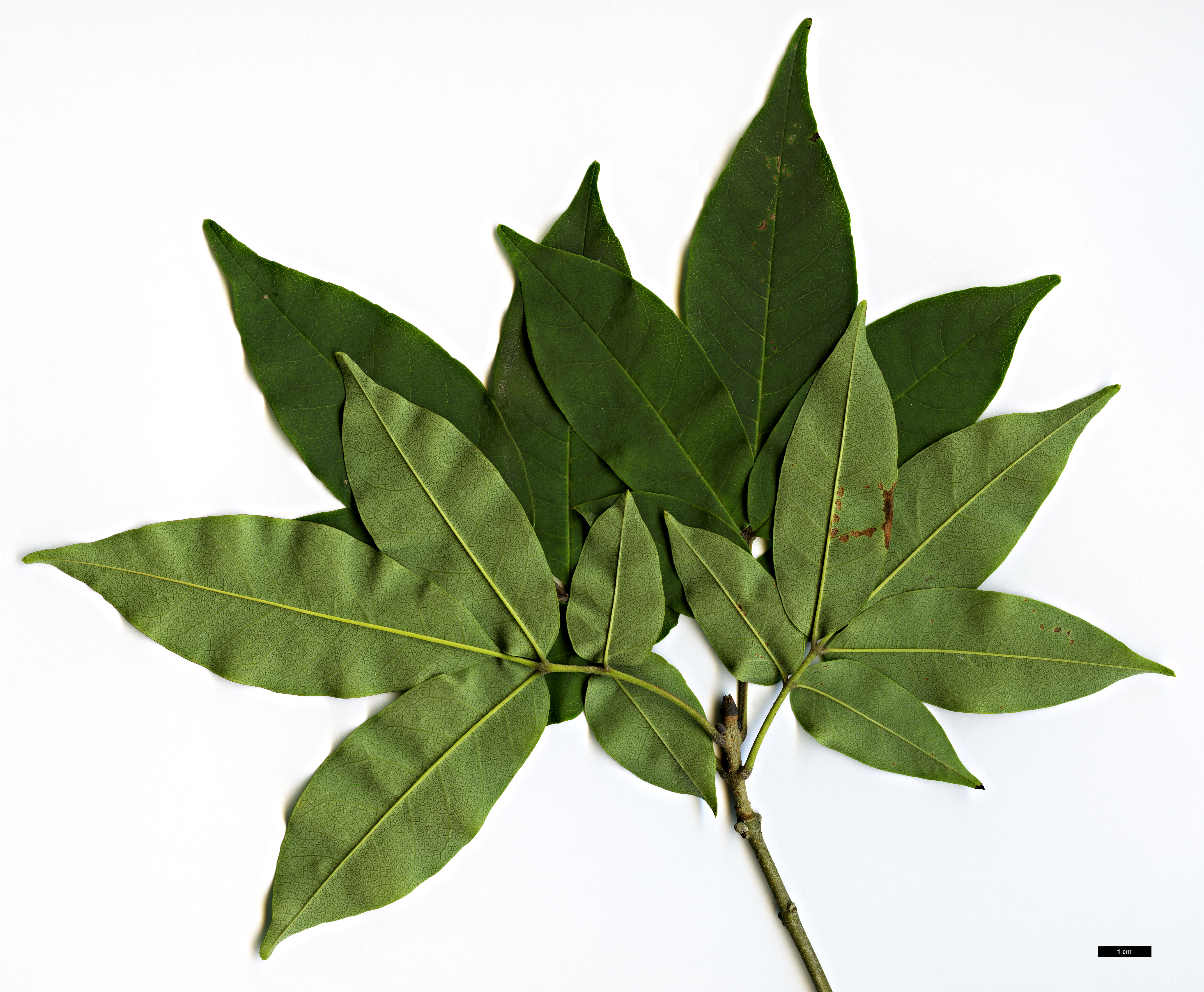 High resolution image: Family: Oleaceae - Genus: Fraxinus - Taxon: sieboldiana High resolution image: Family: Oleaceae - Genus: Fraxinus - Taxon: sieboldiana