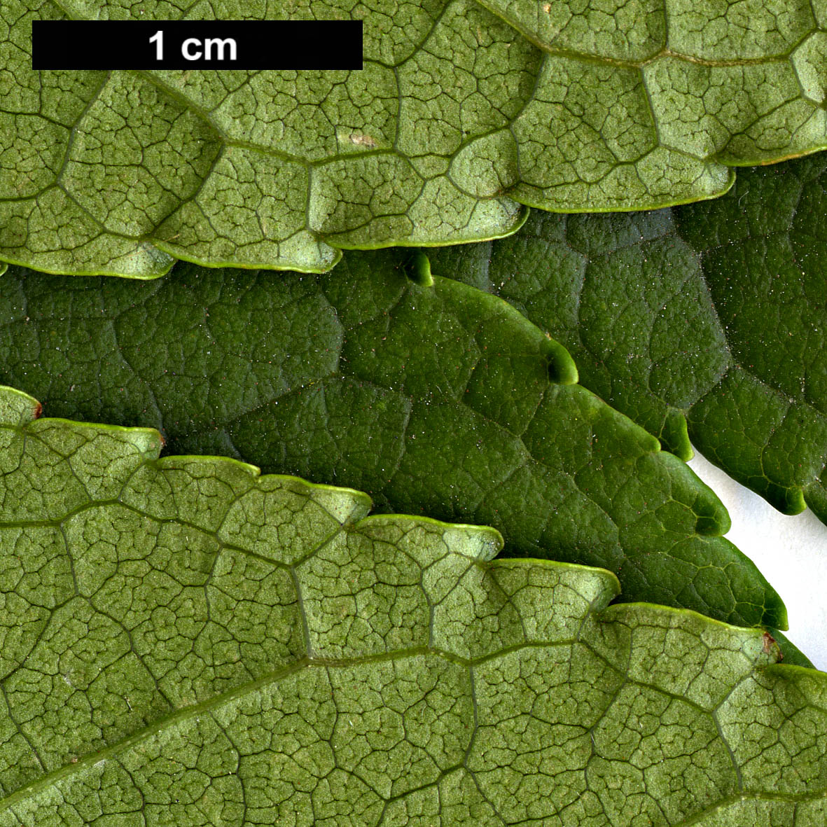 High resolution image: Family: Oleaceae - Genus: Fraxinus - Taxon: spaethiana