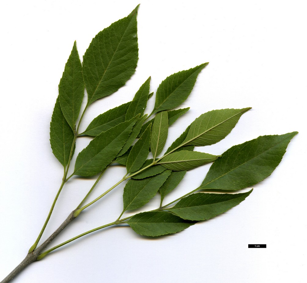 High resolution image: Family: Oleaceae - Genus: Fraxinus - Taxon: velutina High resolution image: Family: Oleaceae - Genus: Fraxinus - Taxon: velutina