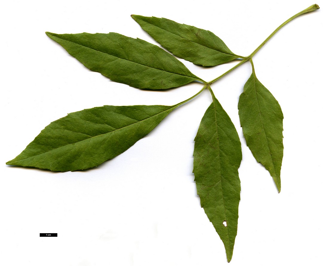 High resolution image: Family: Oleaceae - Genus: Fraxinus - Taxon: velutina High resolution image: Family: Oleaceae - Genus: Fraxinus - Taxon: velutina