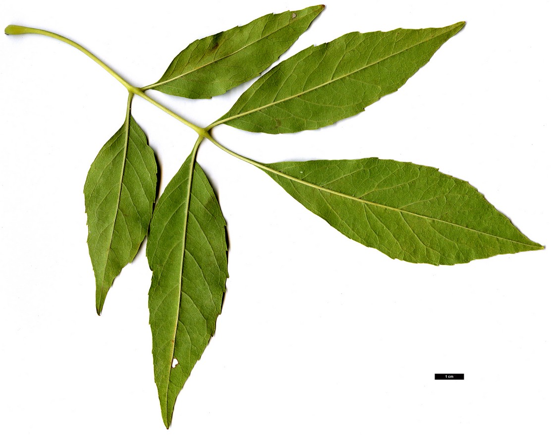 High resolution image: Family: Oleaceae - Genus: Fraxinus - Taxon: velutina High resolution image: Family: Oleaceae - Genus: Fraxinus - Taxon: velutina