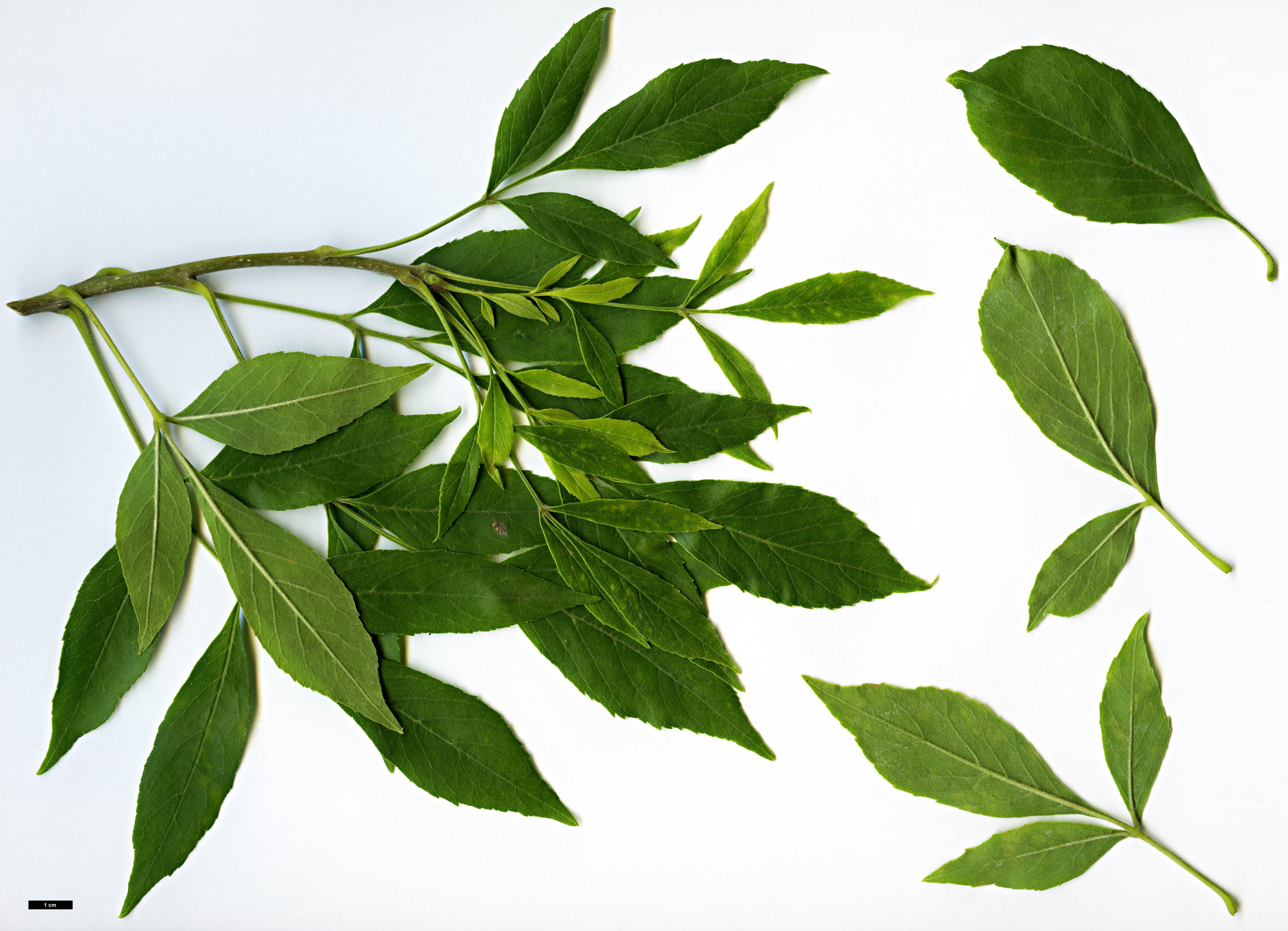 High resolution image: Family: Oleaceae - Genus: Fraxinus - Taxon: velutina High resolution image: Family: Oleaceae - Genus: Fraxinus - Taxon: velutina