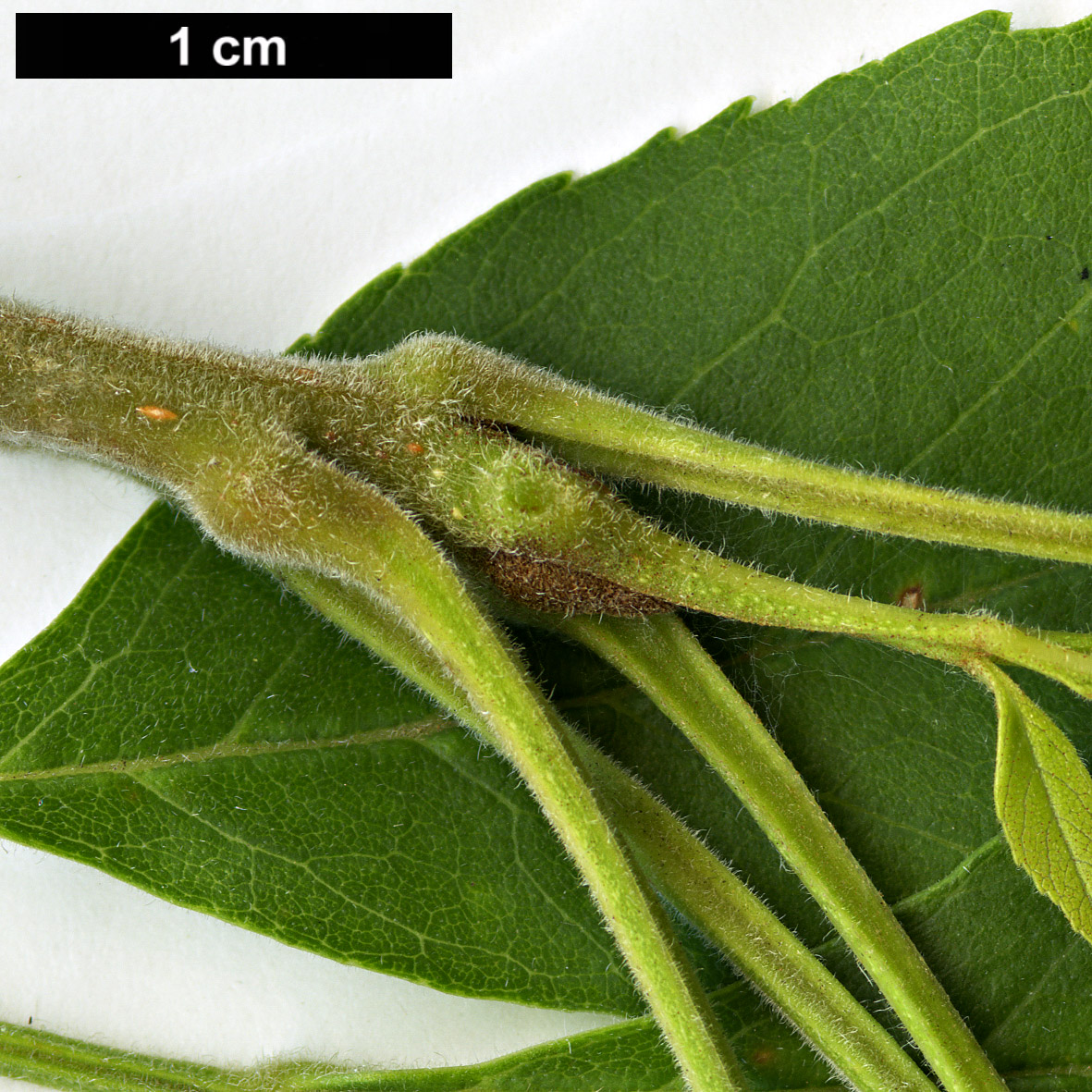 High resolution image: Family: Oleaceae - Genus: Fraxinus - Taxon: velutina High resolution image: Family: Oleaceae - Genus: Fraxinus - Taxon: velutina