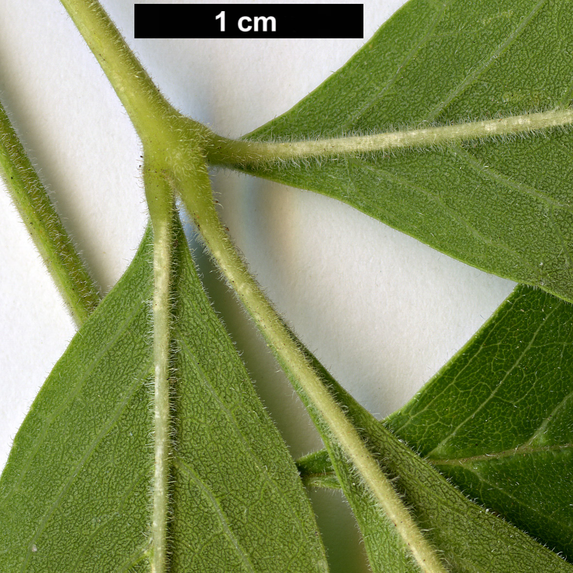 High resolution image: Family: Oleaceae - Genus: Fraxinus - Taxon: velutina High resolution image: Family: Oleaceae - Genus: Fraxinus - Taxon: velutina