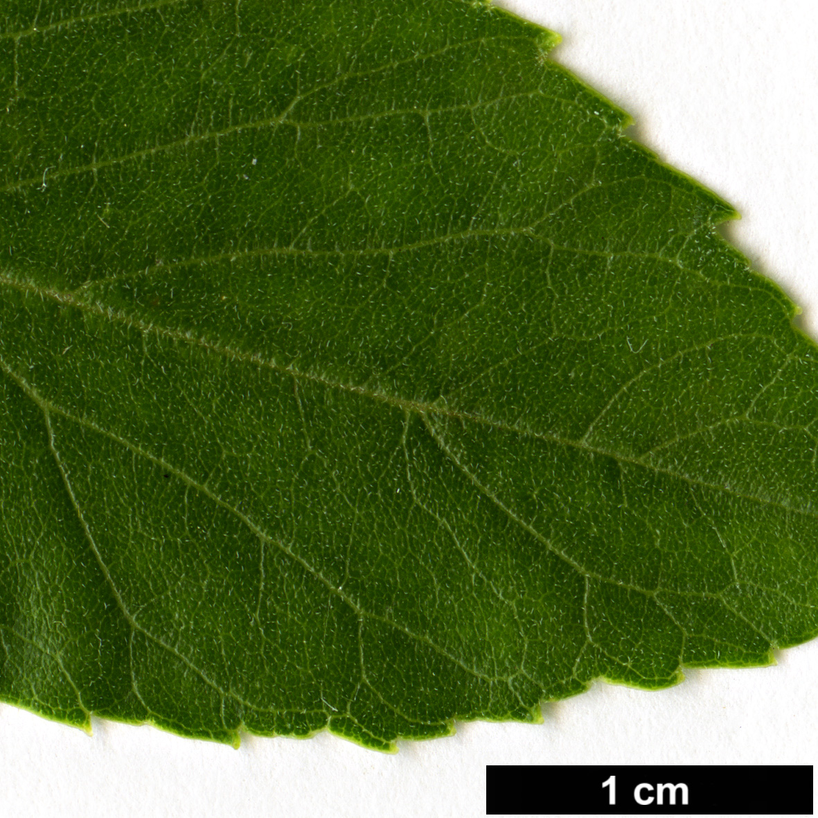 High resolution image: Family: Oleaceae - Genus: Fraxinus - Taxon: velutina High resolution image: Family: Oleaceae - Genus: Fraxinus - Taxon: velutina