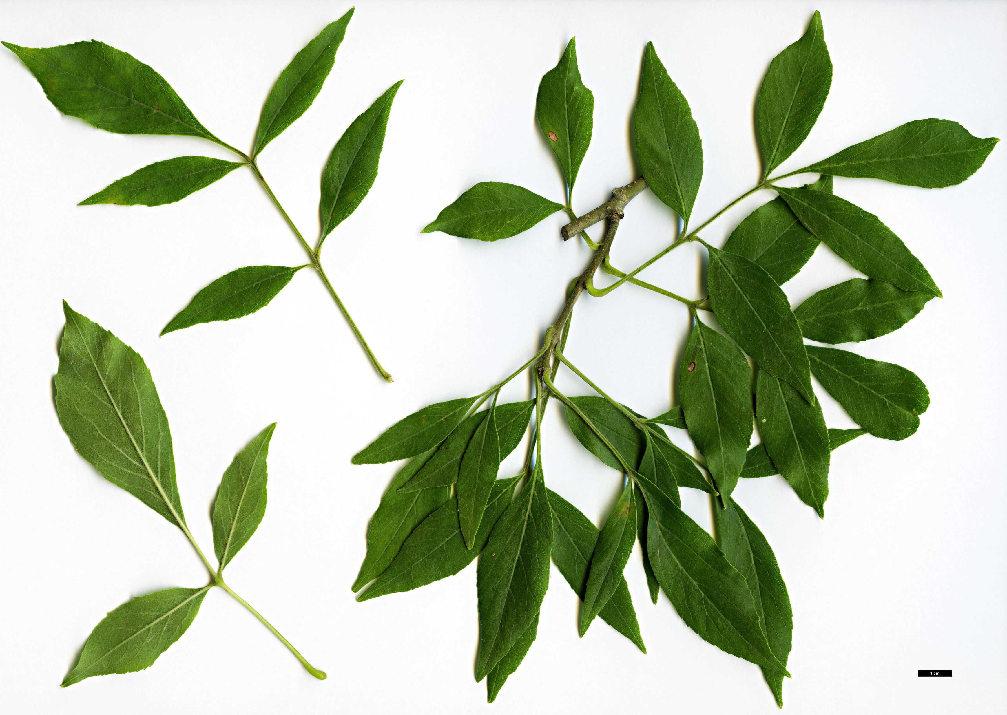 High resolution image: Family: Oleaceae - Genus: Fraxinus - Taxon: velutina High resolution image: Family: Oleaceae - Genus: Fraxinus - Taxon: velutina