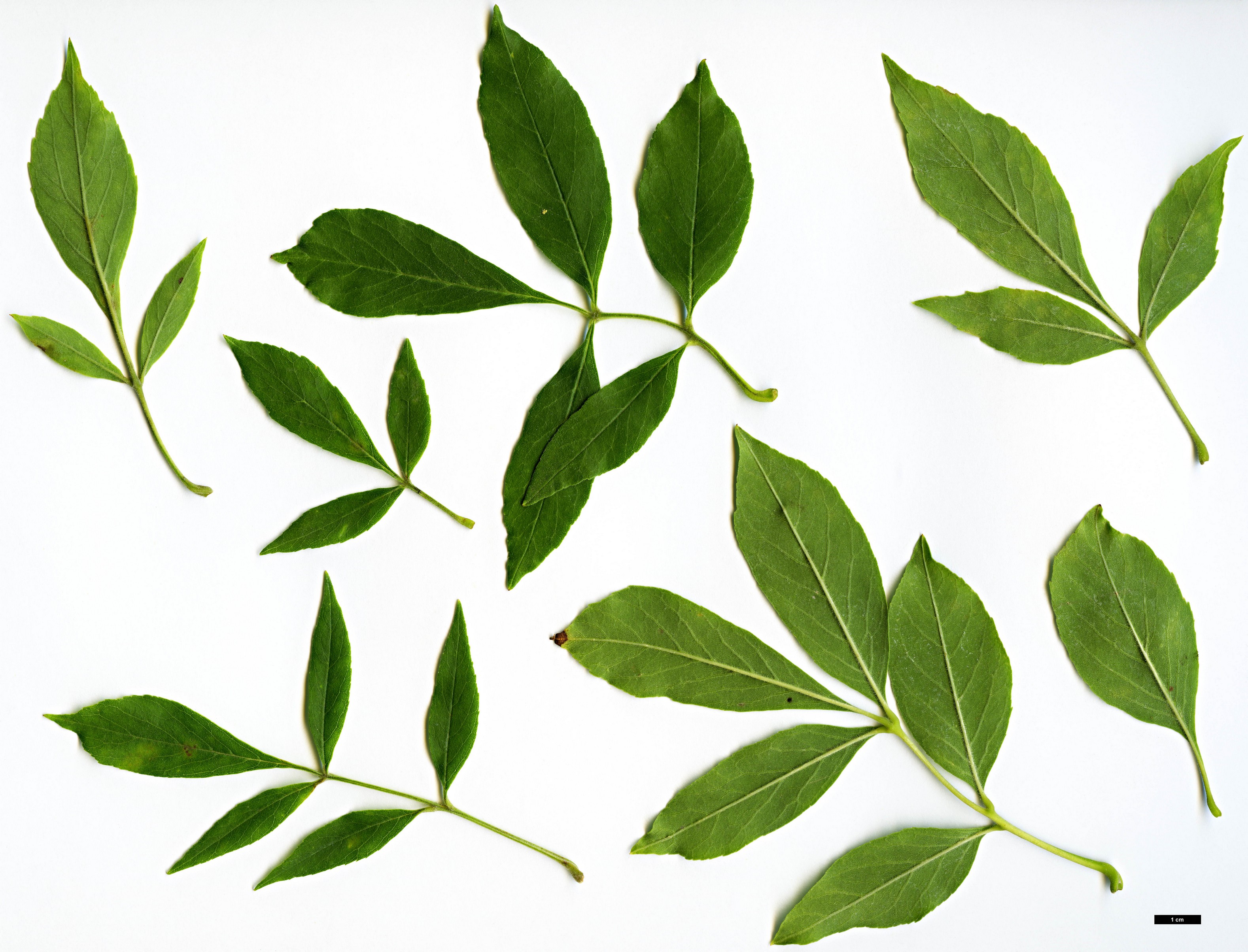 High resolution image: Family: Oleaceae - Genus: Fraxinus - Taxon: velutina High resolution image: Family: Oleaceae - Genus: Fraxinus - Taxon: velutina