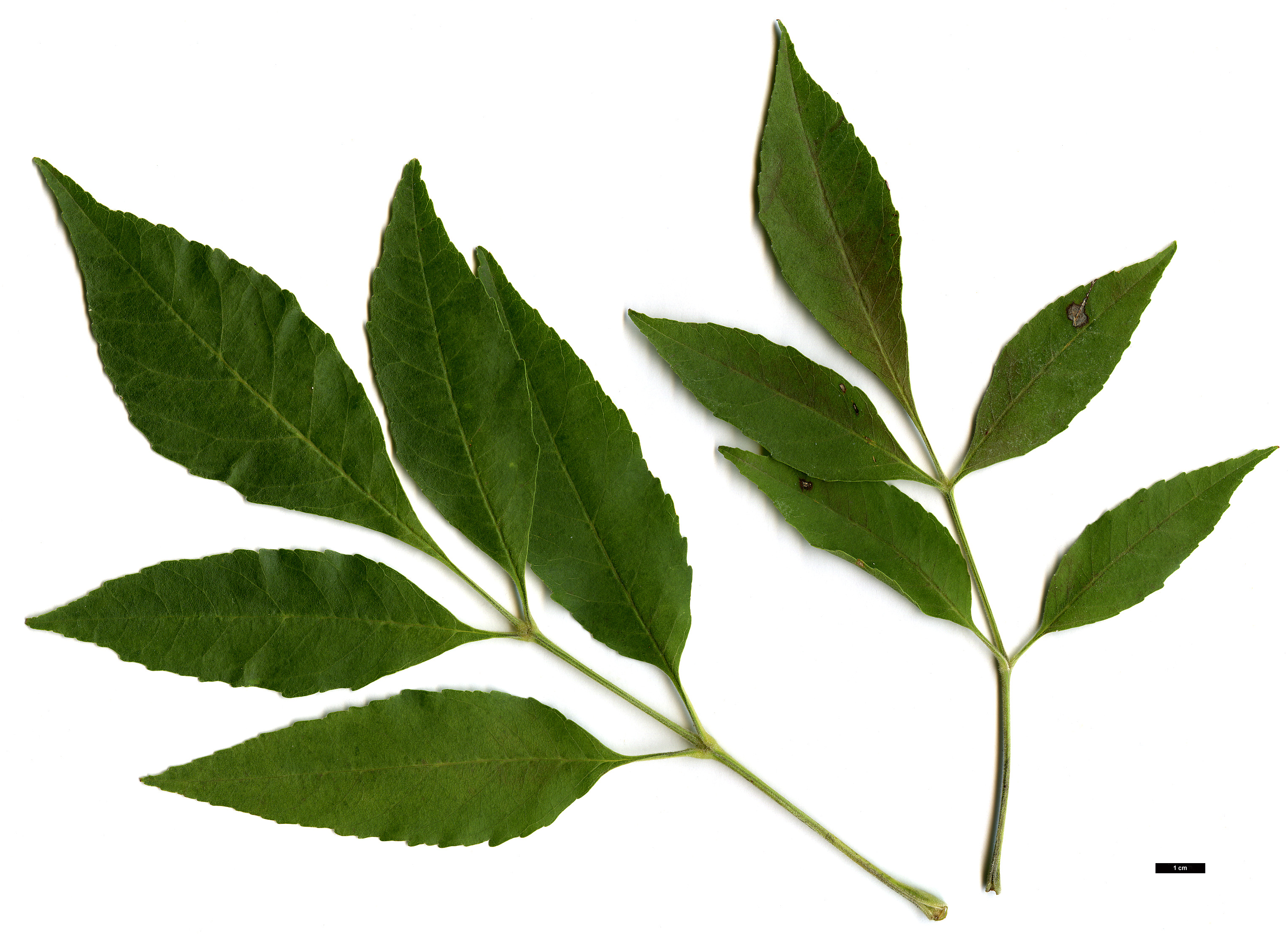 High resolution image: Family: Oleaceae - Genus: Fraxinus - Taxon: velutina High resolution image: Family: Oleaceae - Genus: Fraxinus - Taxon: velutina