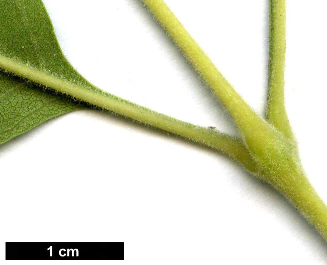 High resolution image: Family: Oleaceae - Genus: Fraxinus - Taxon: velutina High resolution image: Family: Oleaceae - Genus: Fraxinus - Taxon: velutina