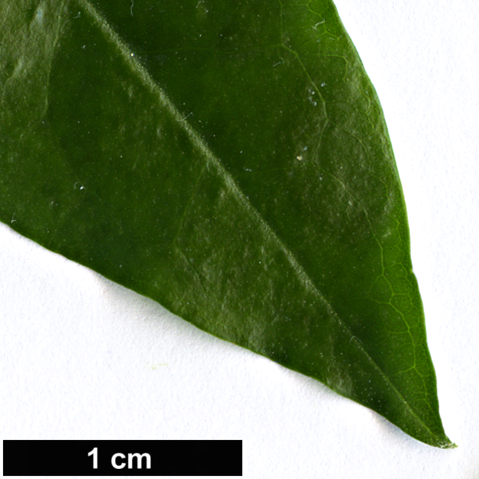 High resolution image: Family: Oleaceae - Genus: Jasminum - Taxon: azoricum