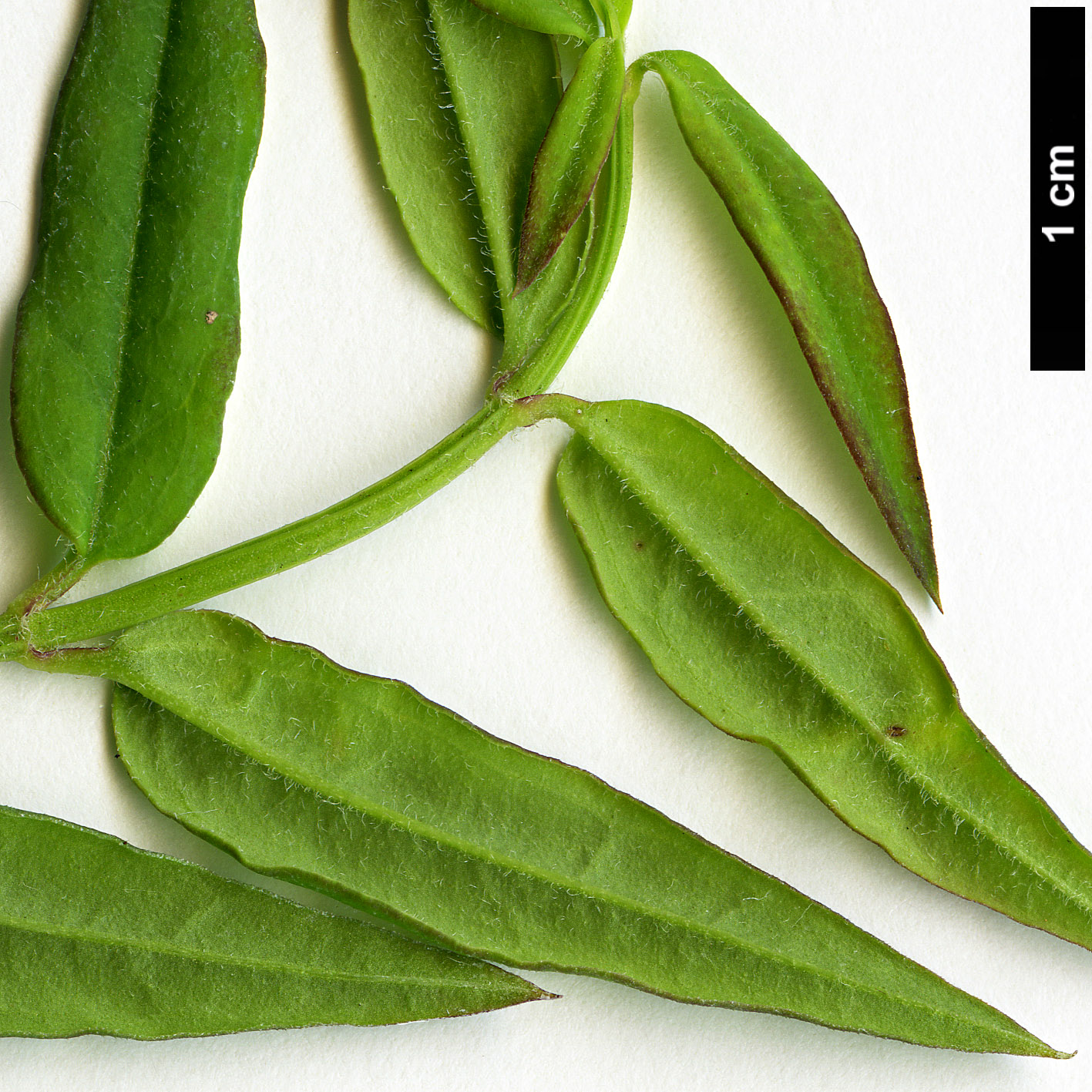 High resolution image: Family: Oleaceae - Genus: Jasminum - Taxon: beesianum