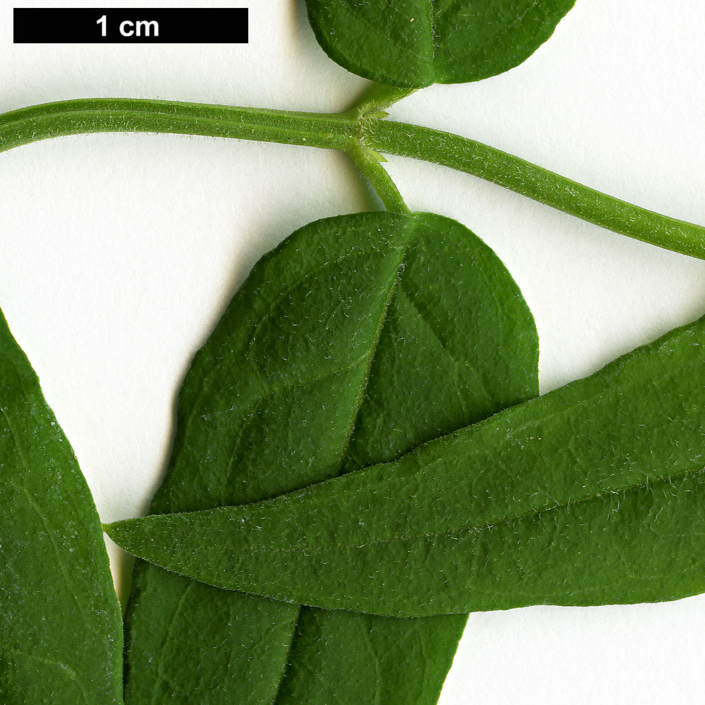 High resolution image: Family: Oleaceae - Genus: Jasminum - Taxon: beesianum