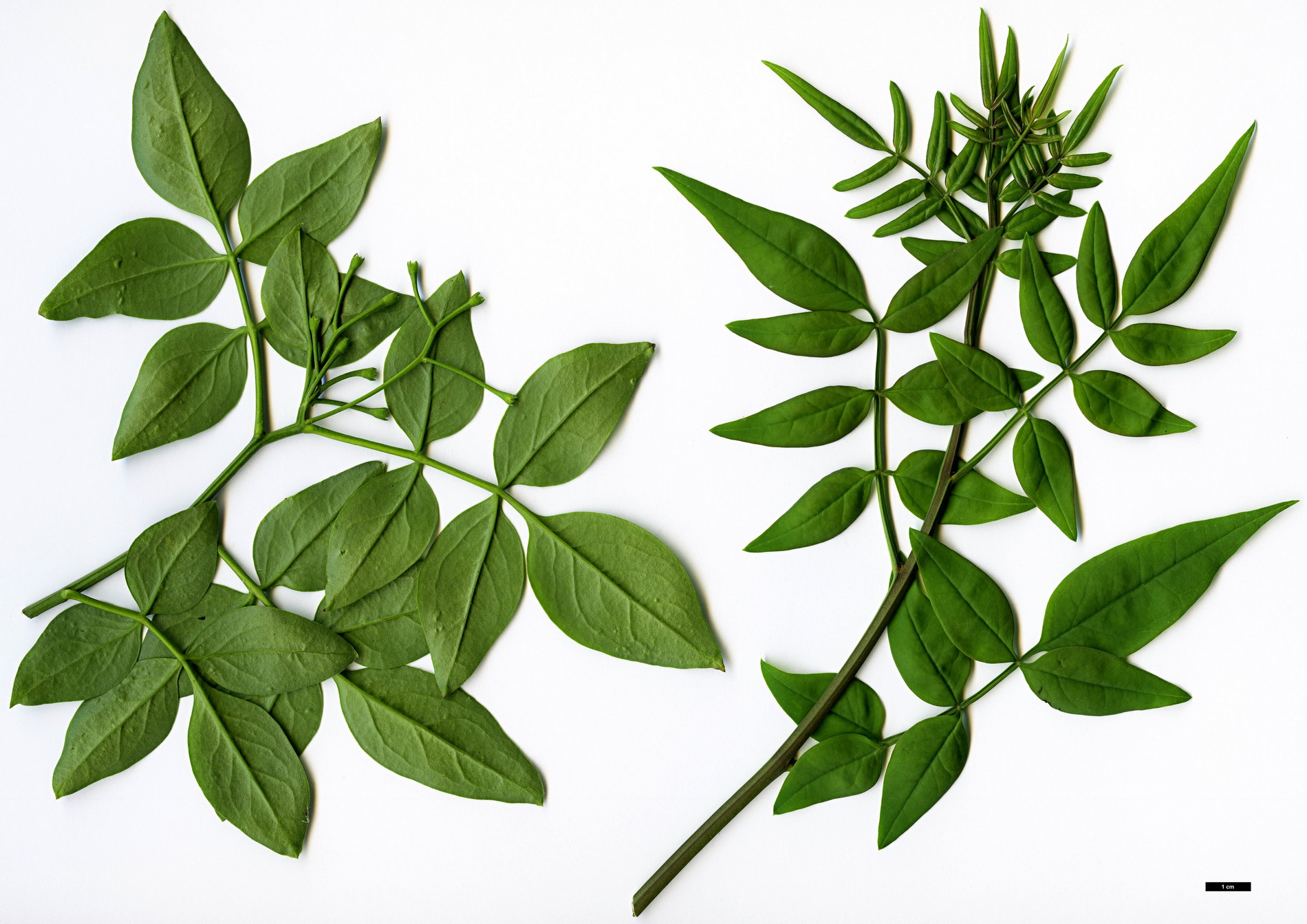 High resolution image: Family: Oleaceae - Genus: Jasminum - Taxon: humile High resolution image: Family: Oleaceae - Genus: Jasminum - Taxon: humile