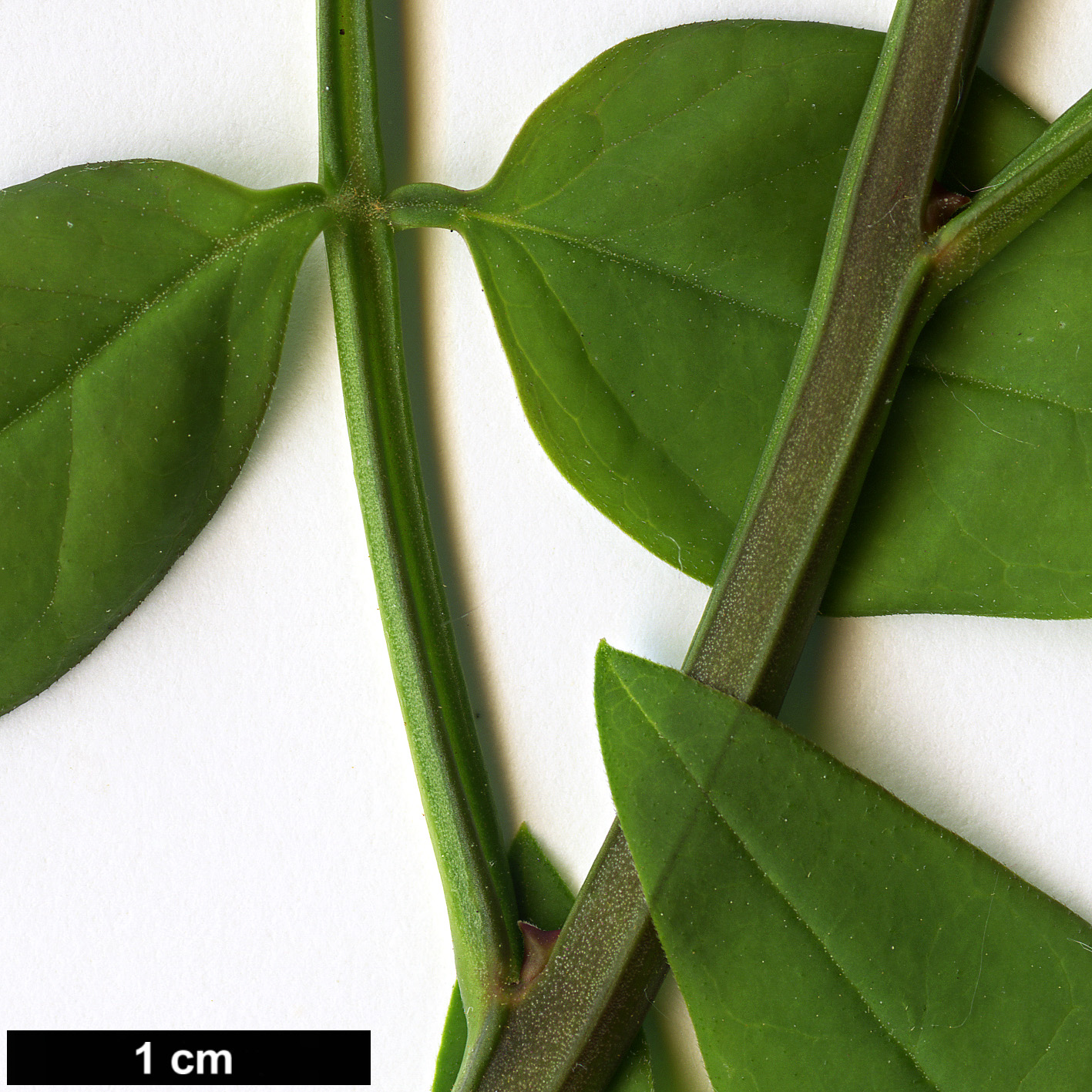 High resolution image: Family: Oleaceae - Genus: Jasminum - Taxon: humile