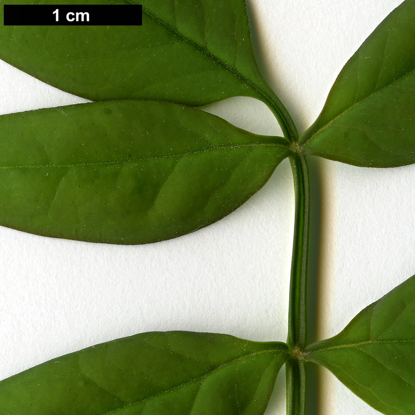 High resolution image: Family: Oleaceae - Genus: Jasminum - Taxon: humile High resolution image: Family: Oleaceae - Genus: Jasminum - Taxon: humile