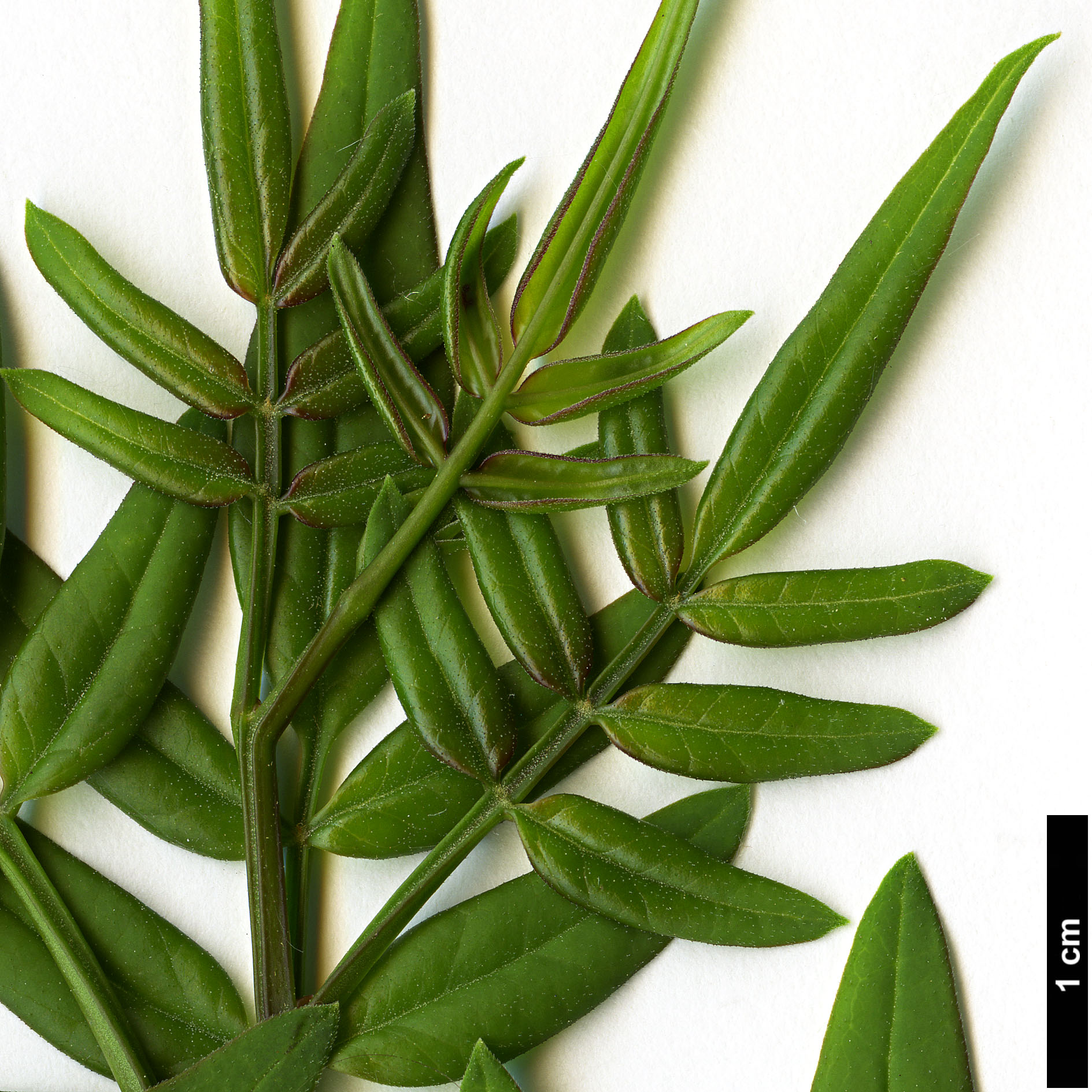 High resolution image: Family: Oleaceae - Genus: Jasminum - Taxon: humile High resolution image: Family: Oleaceae - Genus: Jasminum - Taxon: humile